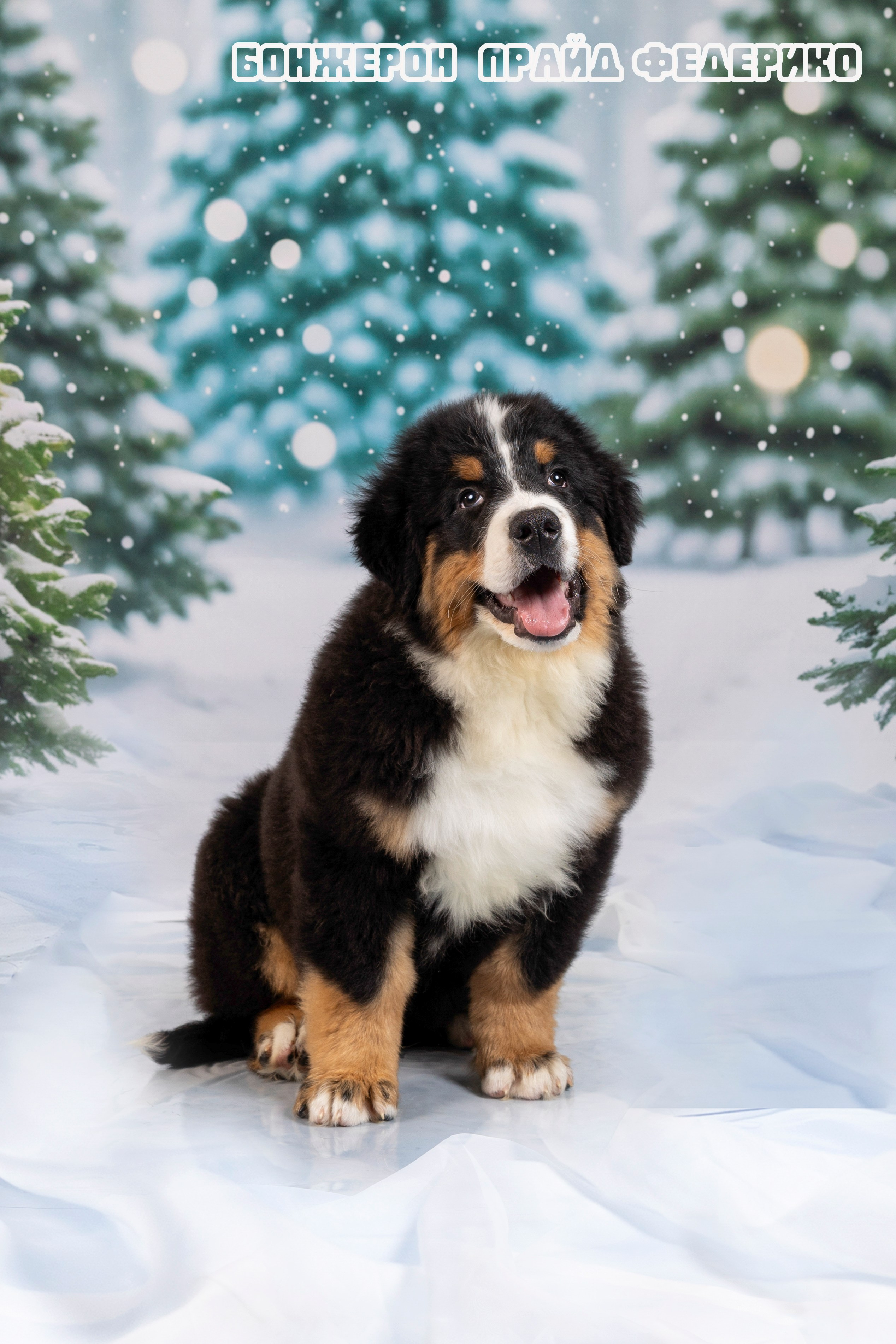 Бонжерон прайд. Фотограф 📸 семейный, предметный, репортажный