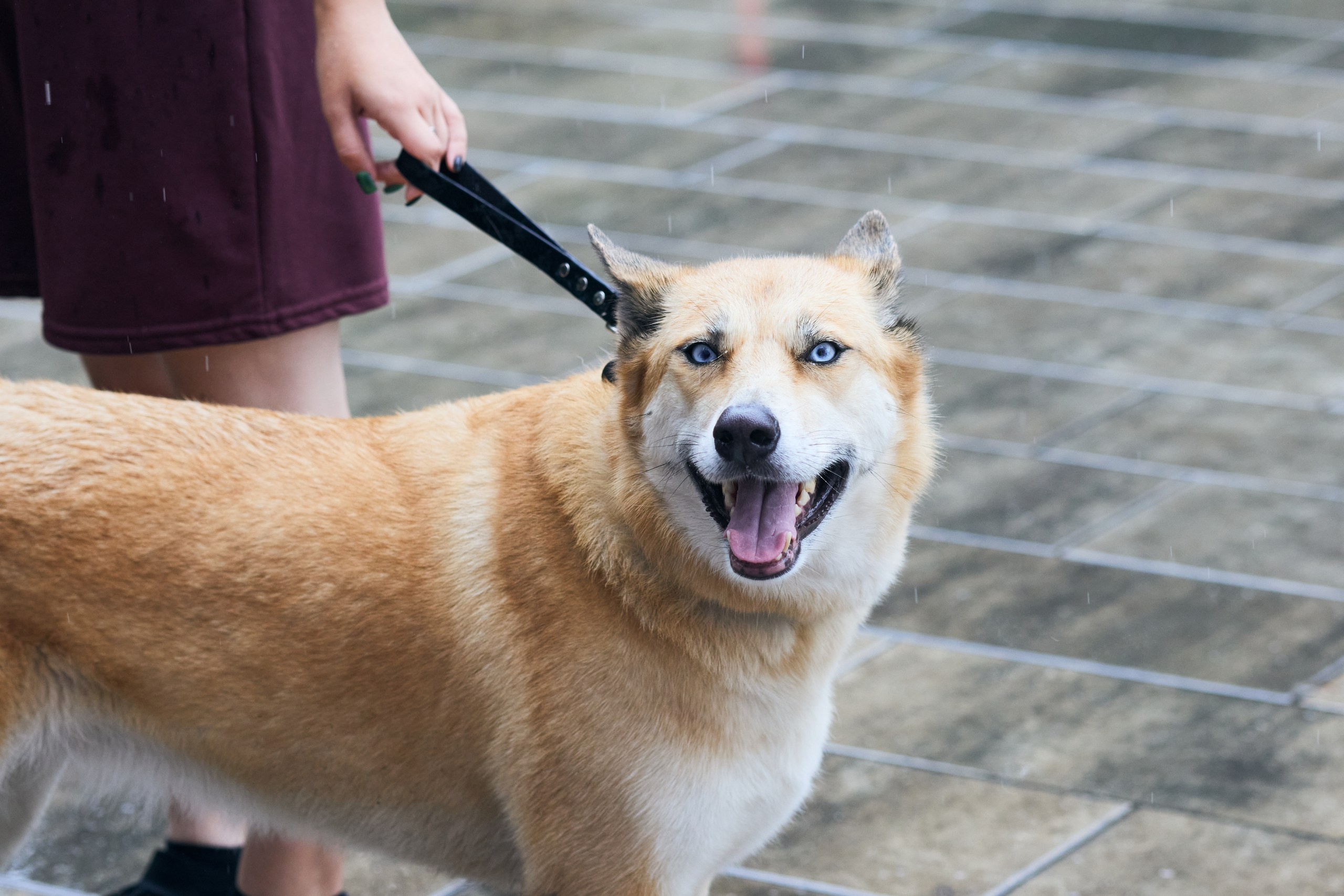 Четыре Лапы. Свадебный и репортажный фотограф Дмитрий Кононенко