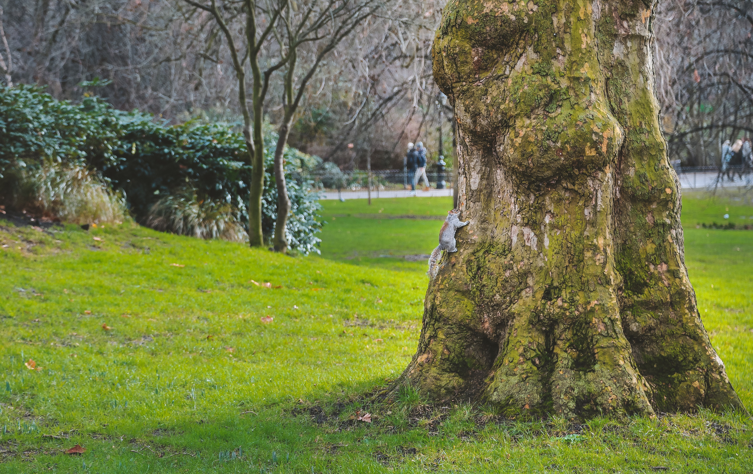 Англия: Лондон цветущий. Дарья Письменюк / Darya Leitstern — фотограф, музыкант, журналист, путешественник