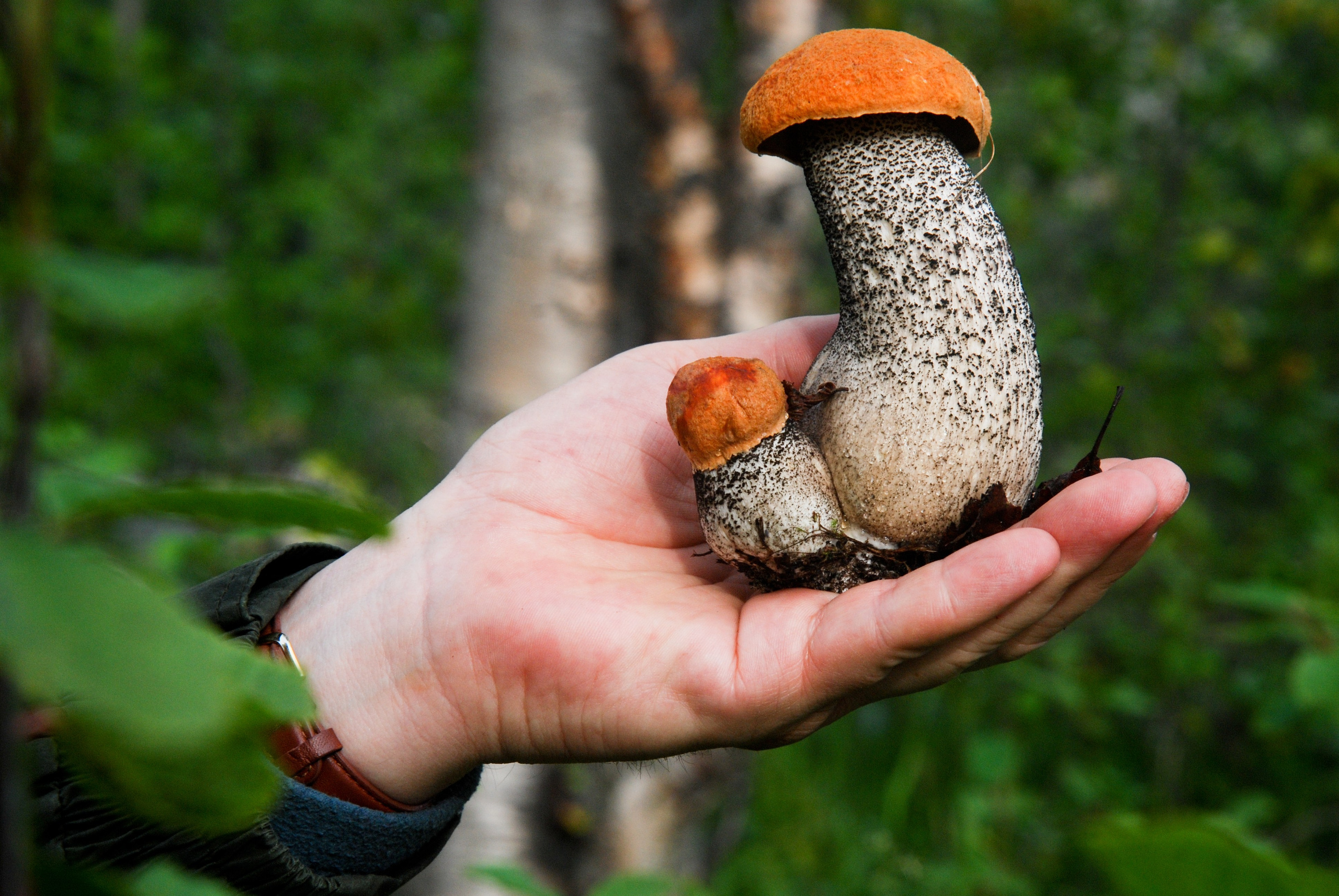 Мир растений. Пейзажи Крайнего Севера. Баренцево море, Рыбачий, Средний, Немецкий
