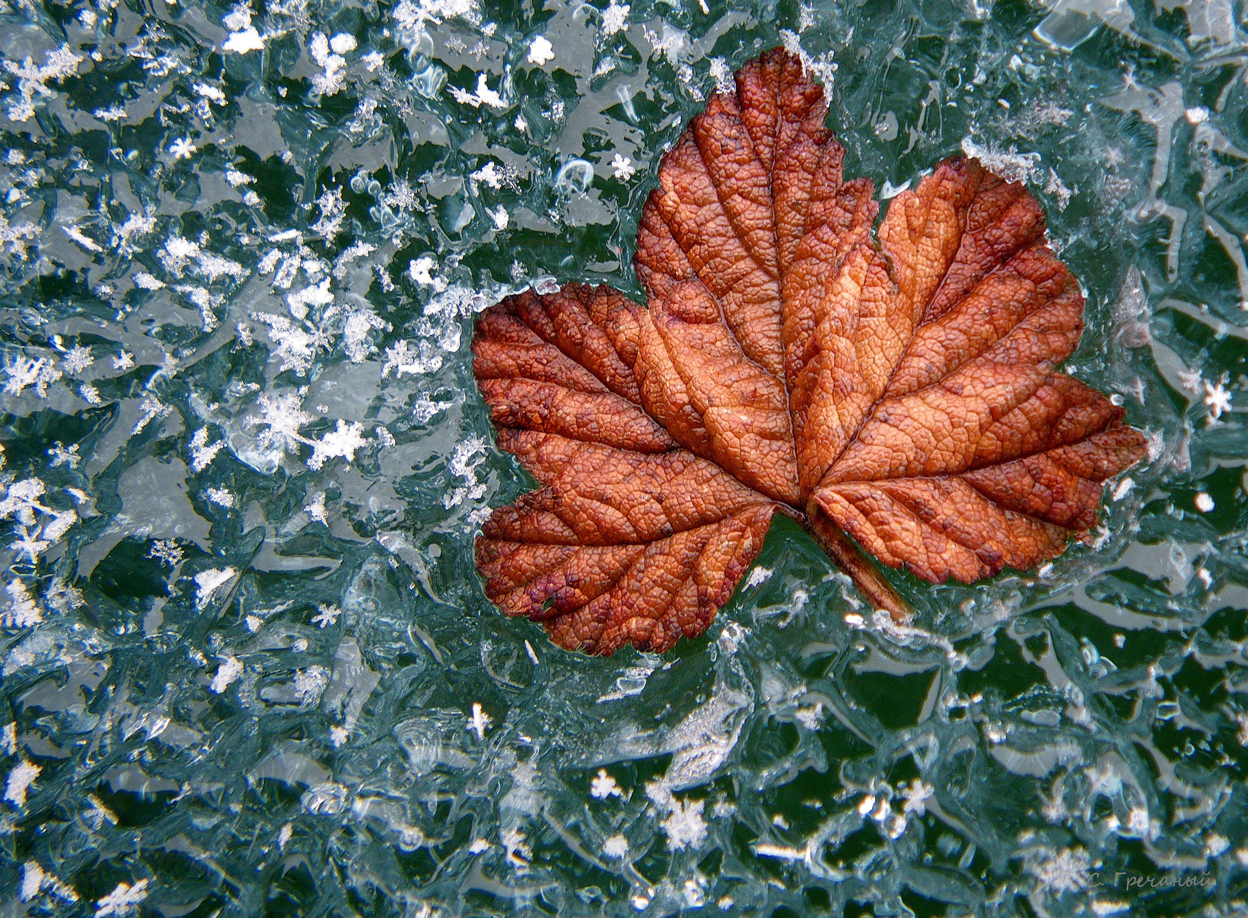 Мир растений. Пейзажи Крайнего Севера. Баренцево море, Рыбачий, Средний, Немецкий