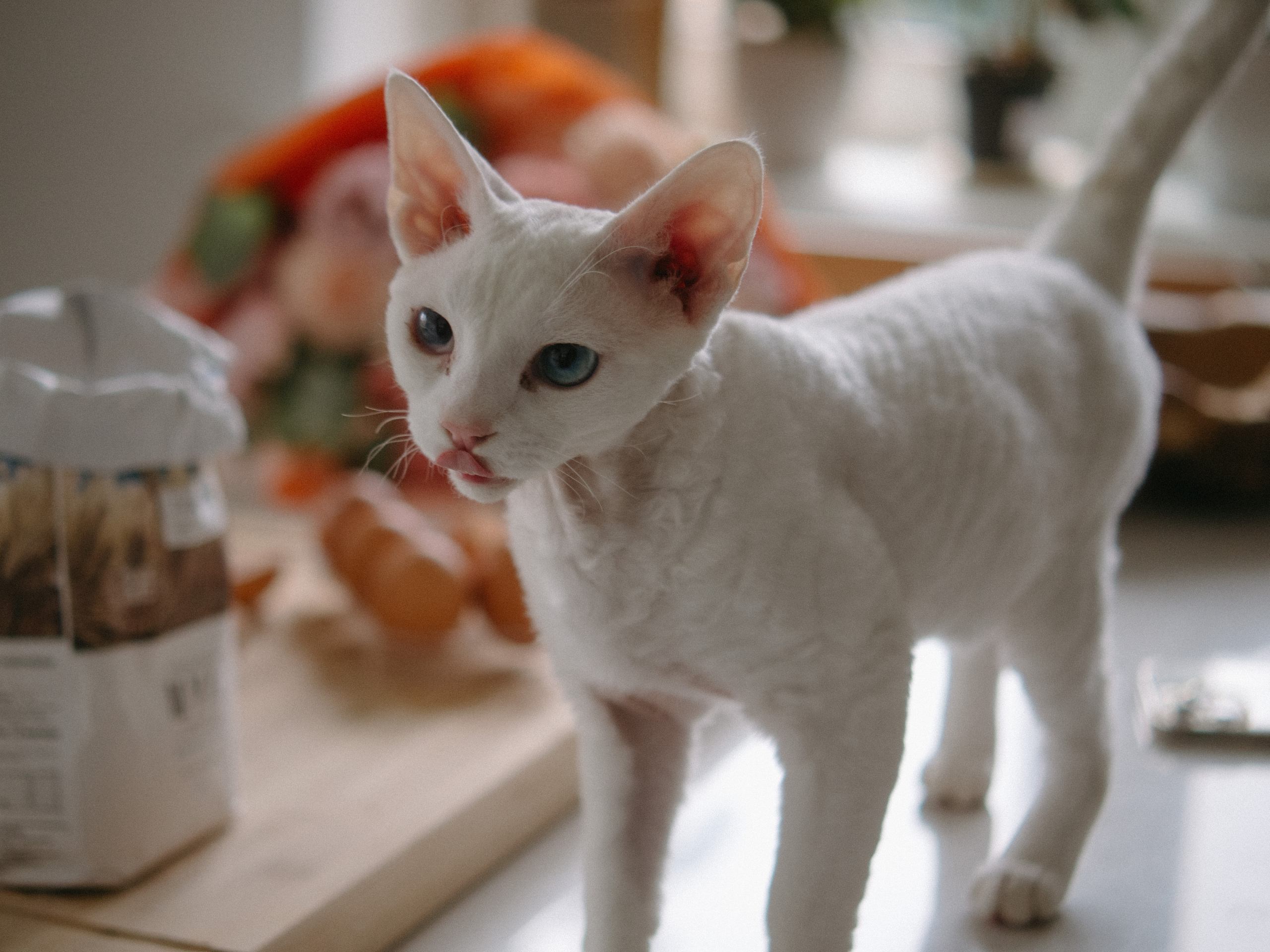 A+G. SHILOVA PHOTO. Шилова Екатерина. Фотограф. Москва