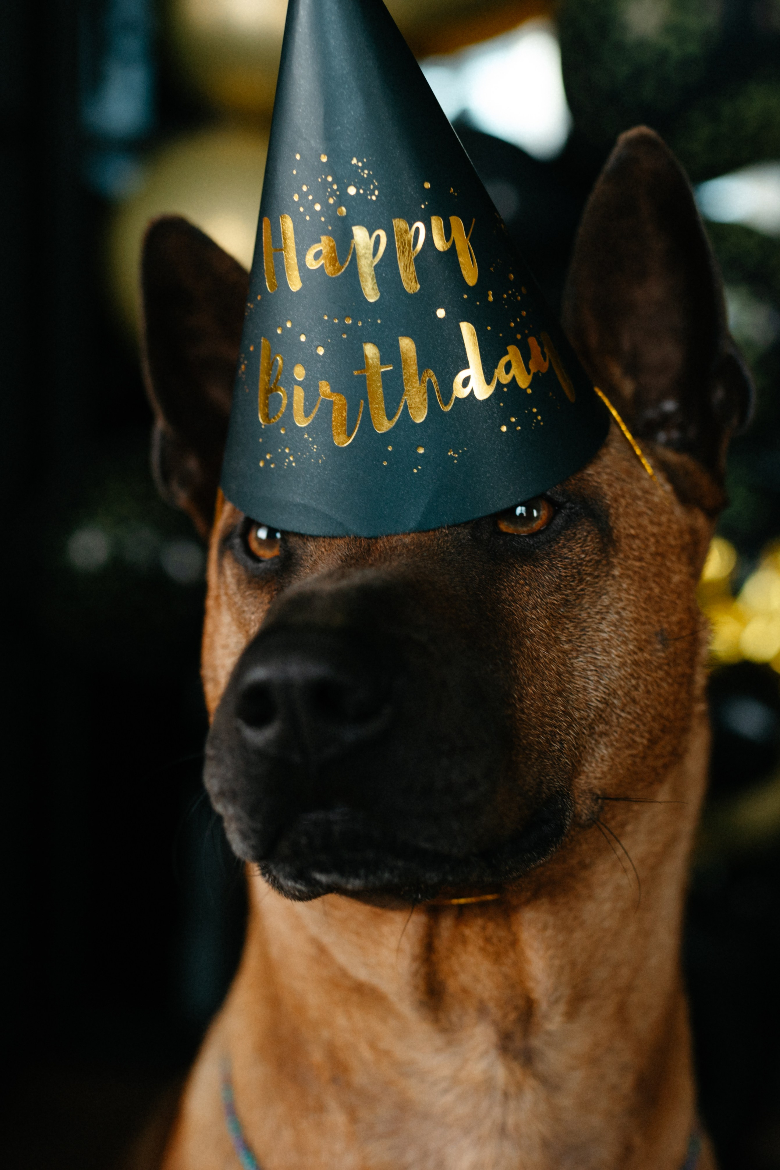 Оксана и Зевс. Фотограф анималист в Москве Ольга Агушева