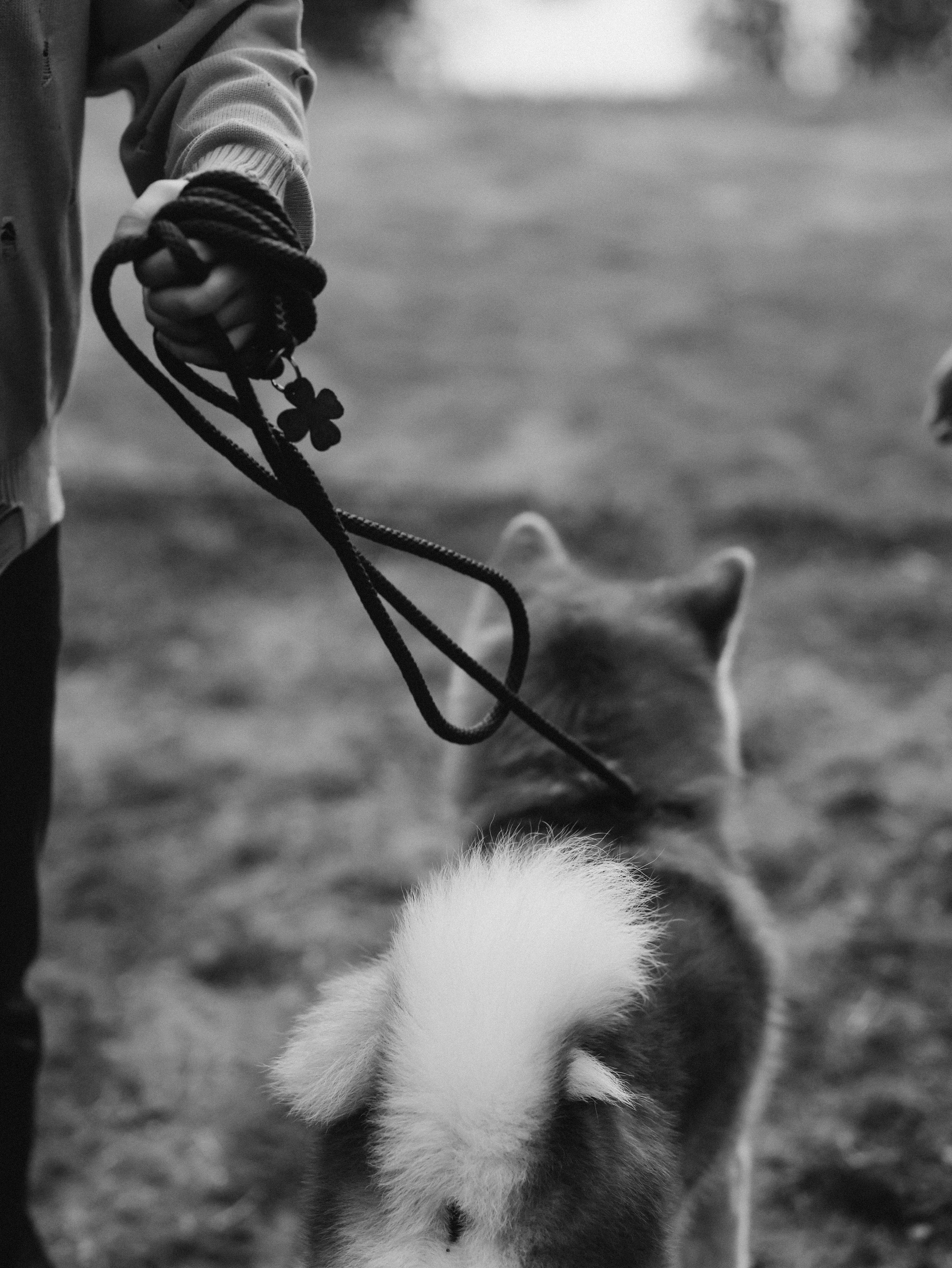 Гранд, Вика и Степан. Фотограф-анималист в Москве Кириллова Татьяна