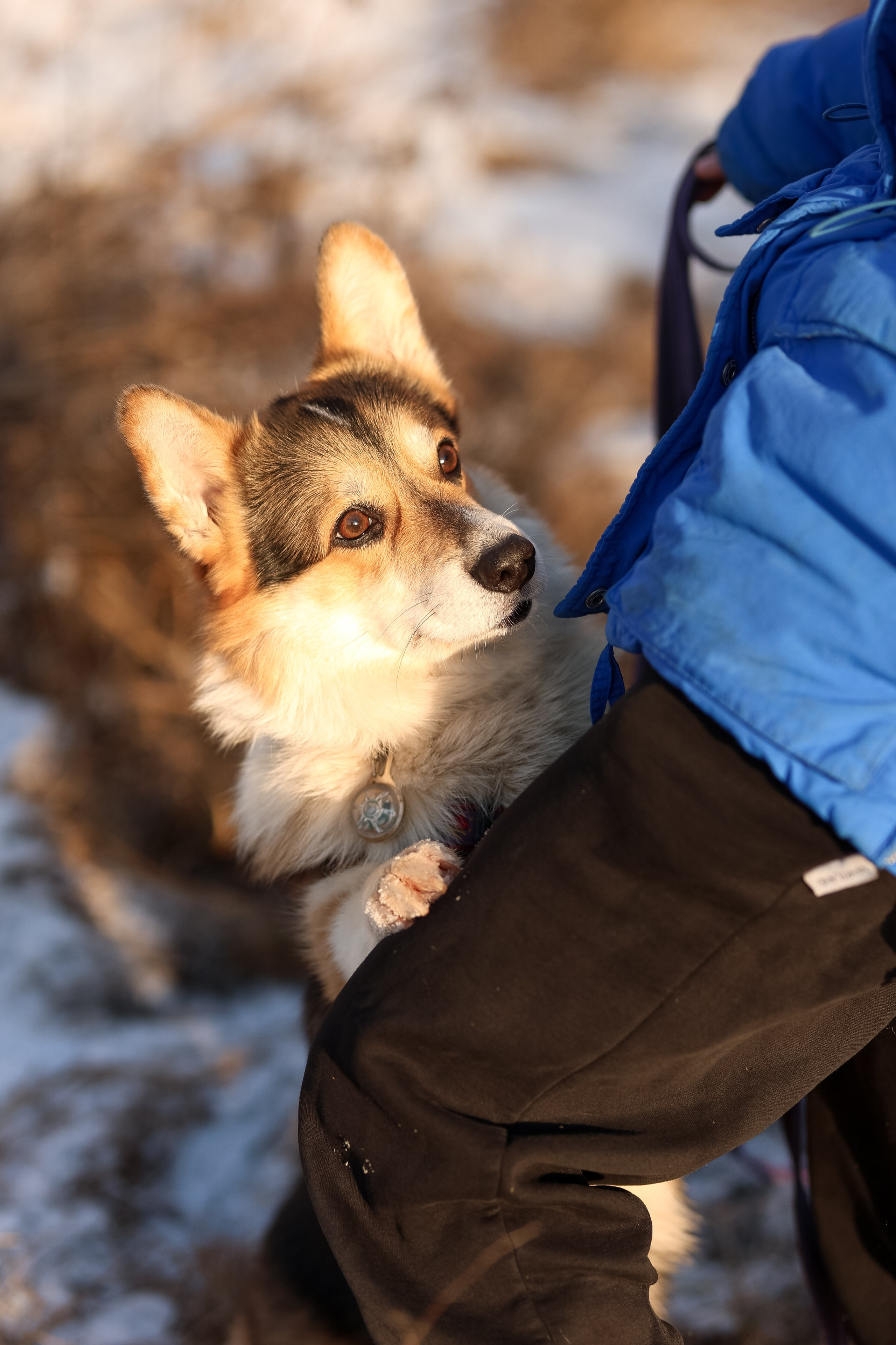 Трой, Балу и Катя. Фотограф-анималист в Москве Кириллова Татьяна