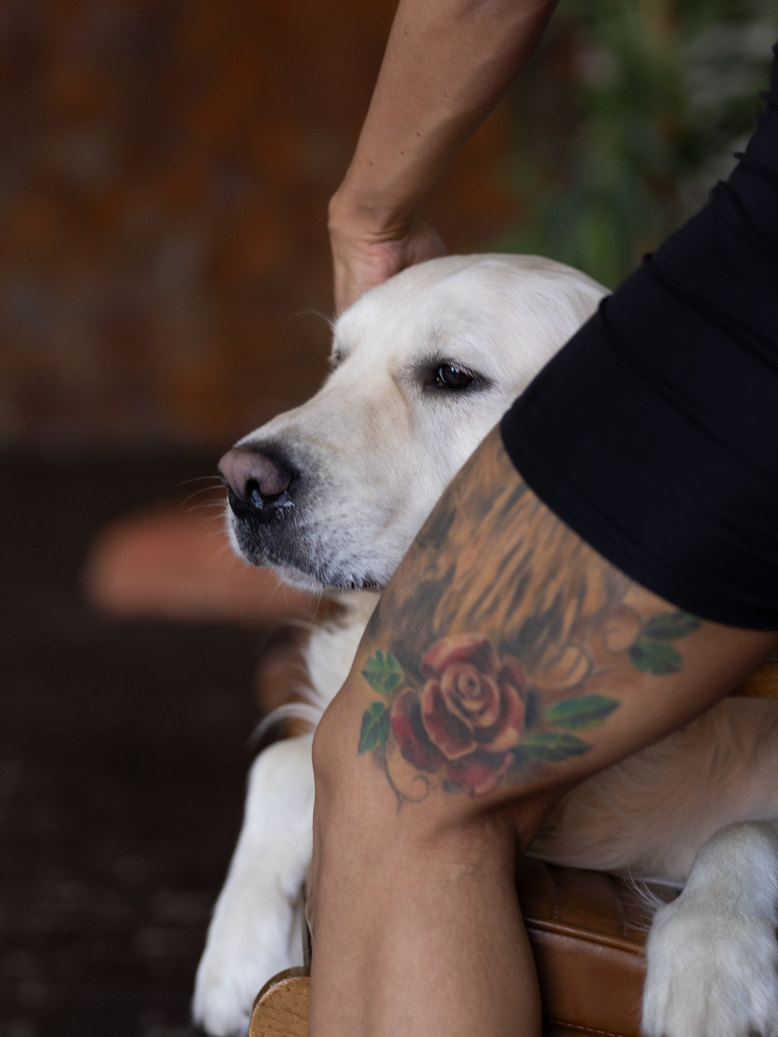 Энди и Настя. Фотограф-анималист в Москве Кириллова Татьяна