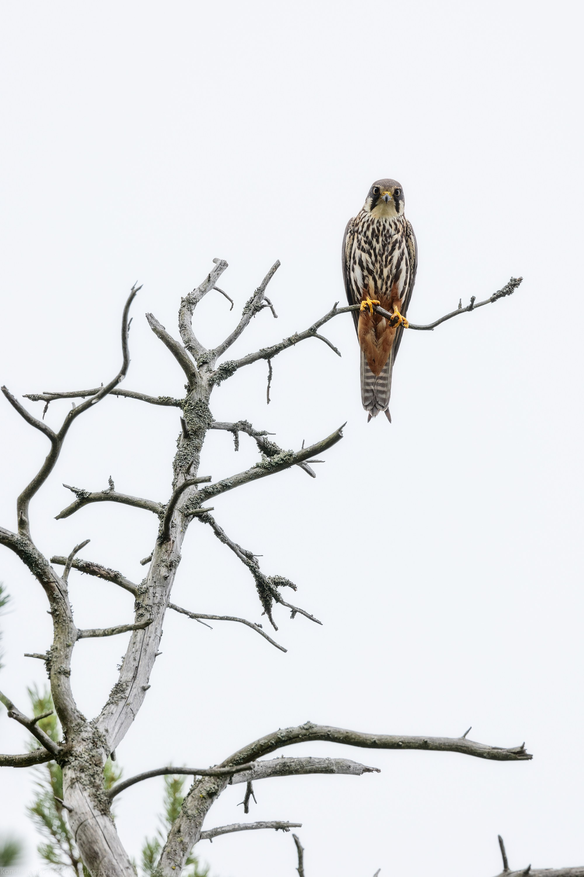 Чеглок. Архитектурный и пейзажный фотограф Кондратенко Руслан, Санкт-Петербург