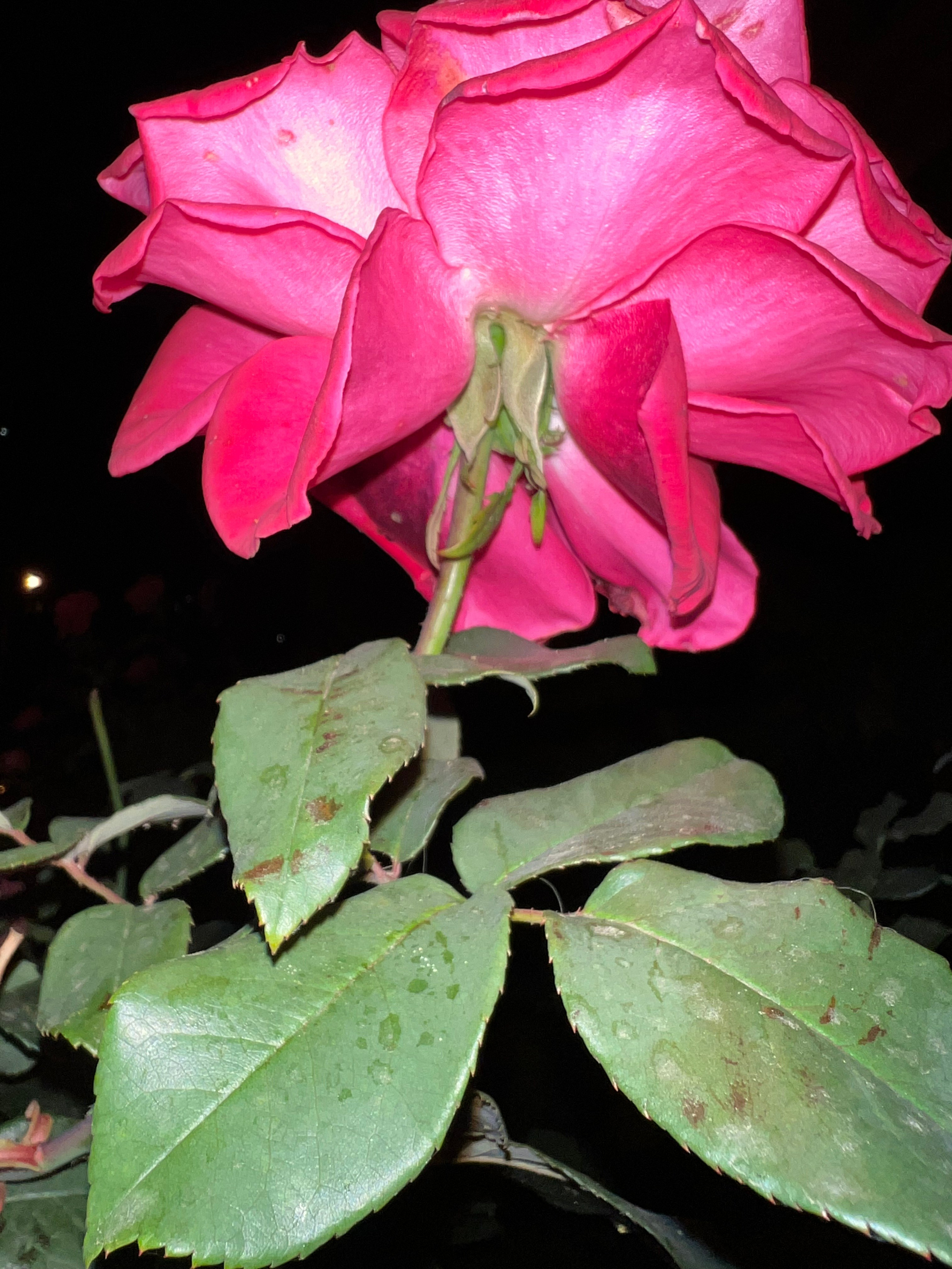 Цветы ночи. Анна Хвалина