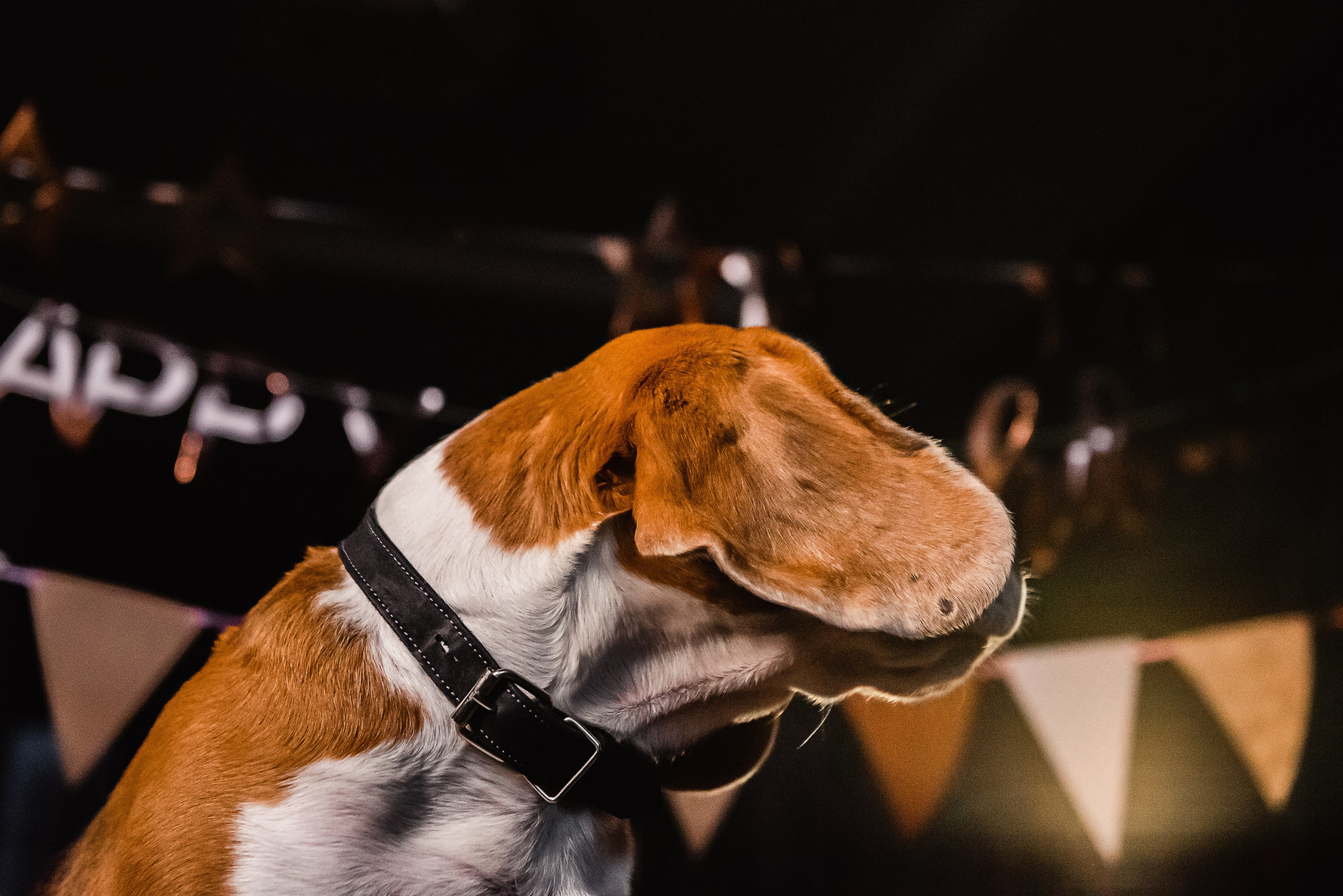 День рождение Дарси. Семейный Фотограф в Москве Ирина Хохлова
