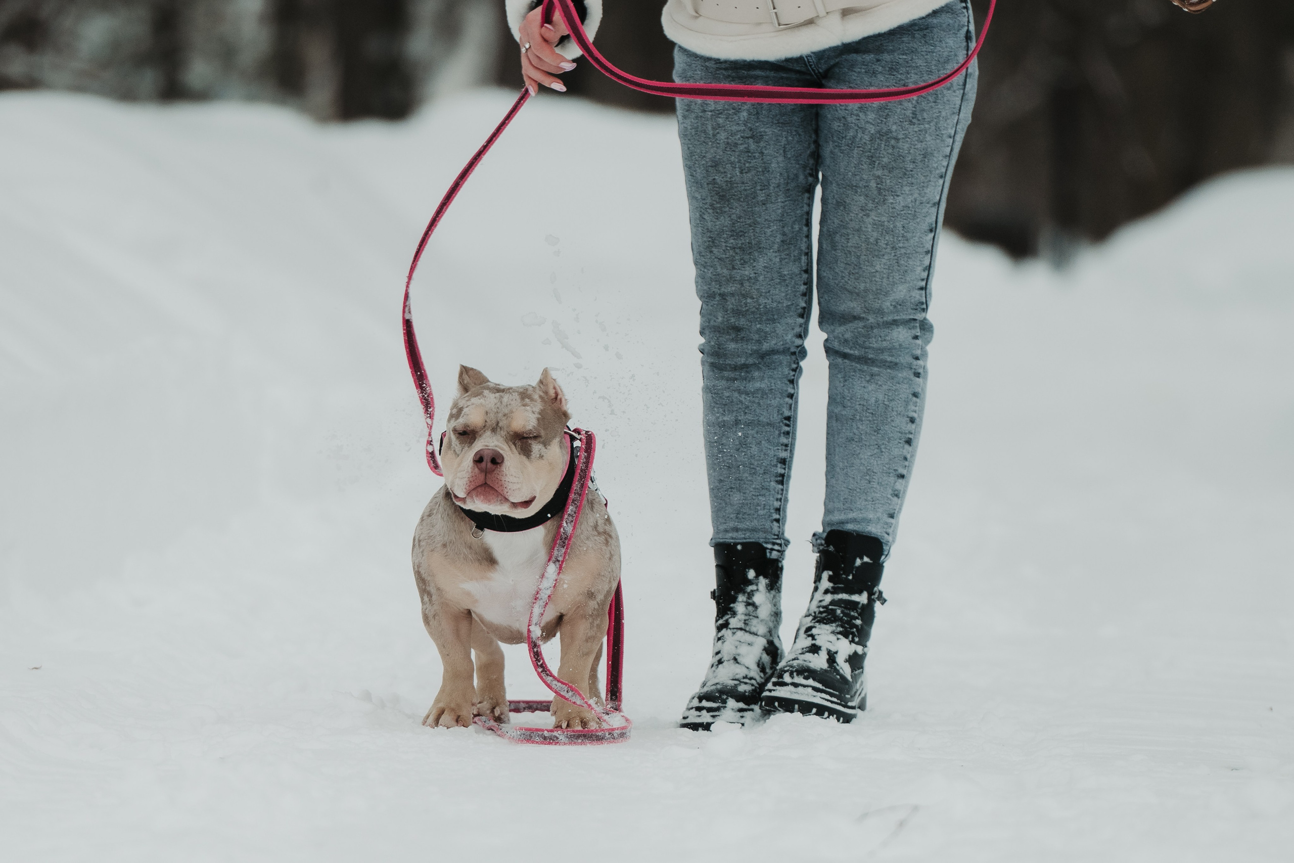 Зимняя LOVE STORY Вики, Артёма и Булочки. Семейный Фотограф в Москве Ирина Хохлова