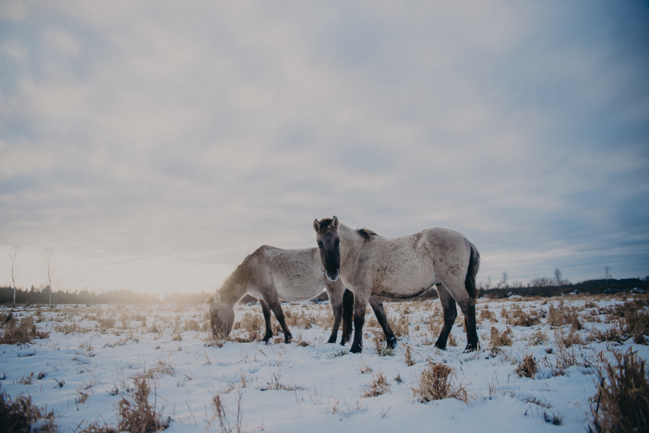 Тарпаны. Anita_photo