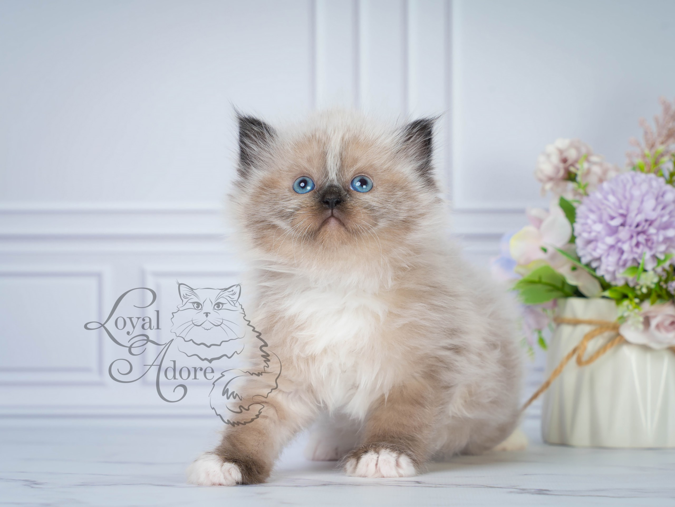 Котята рэгдолл от Loyal Adore. Питомник рэгдолл Loyal Adore