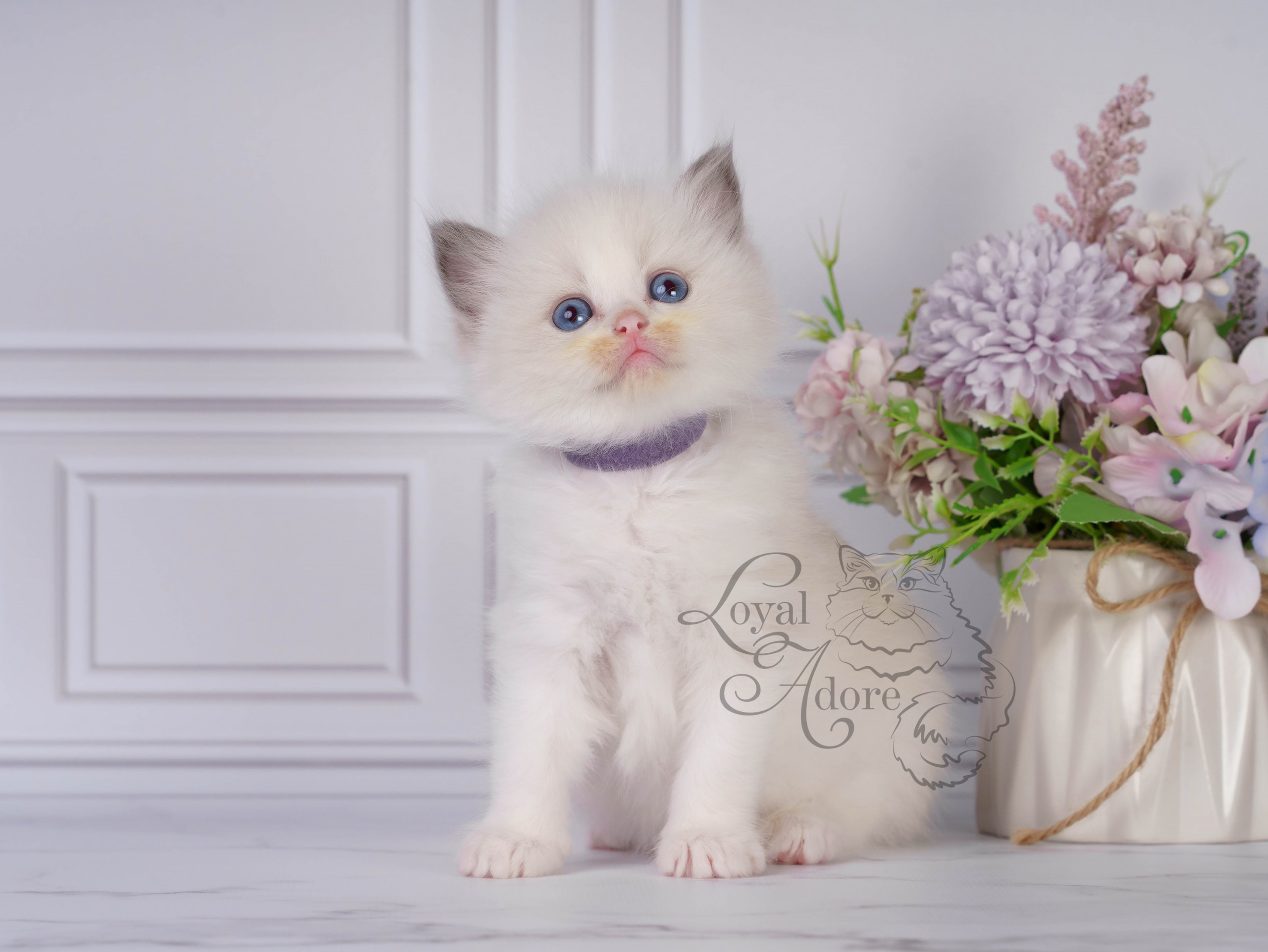 Котята рэгдолл от Loyal Adore. Питомник рэгдолл Loyal Adore