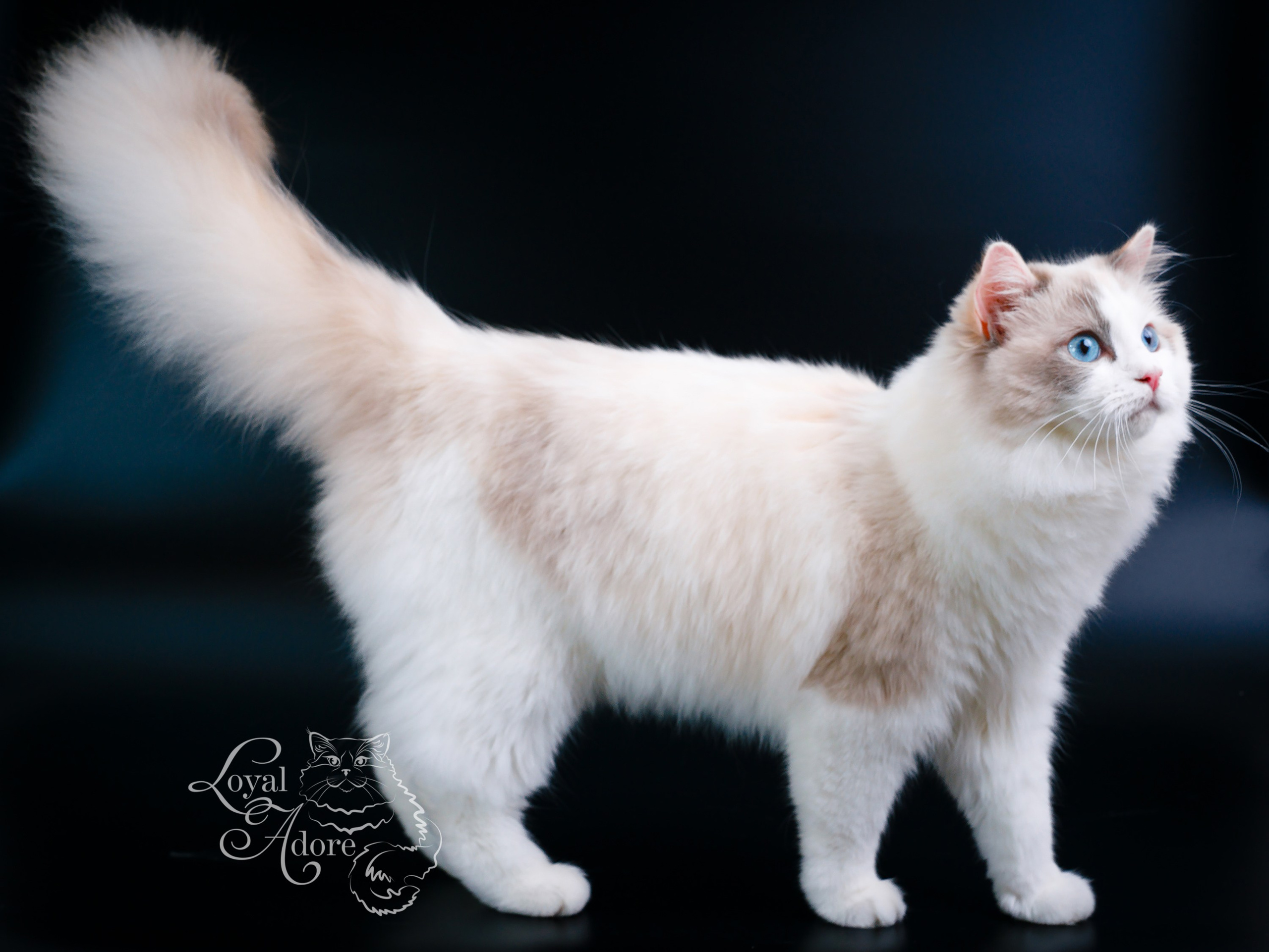 Кошки производители Loyal Adore. Питомник рэгдолл Loyal Adore