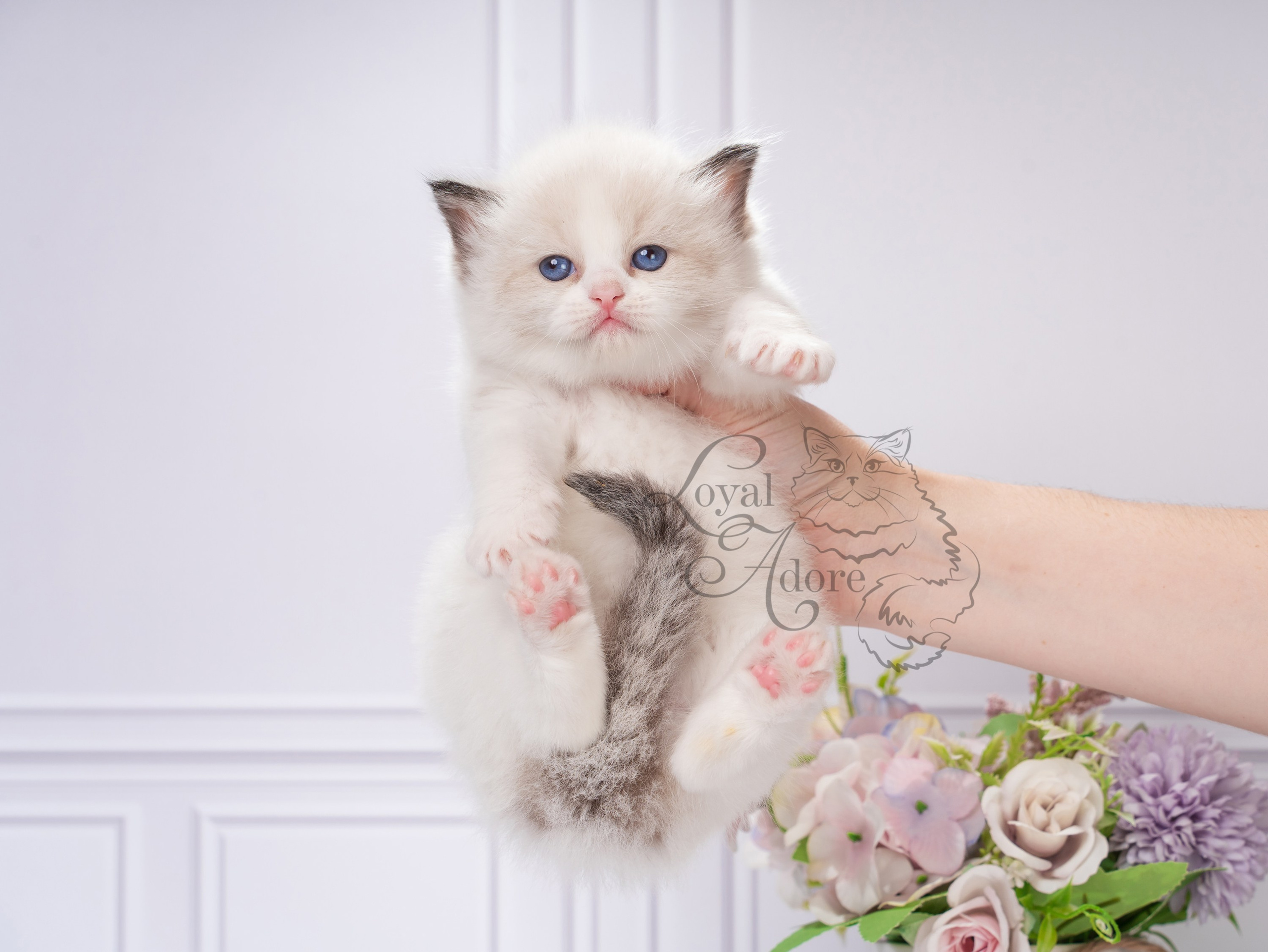 Котята рэгдолл от Loyal Adore. Питомник рэгдолл Loyal Adore