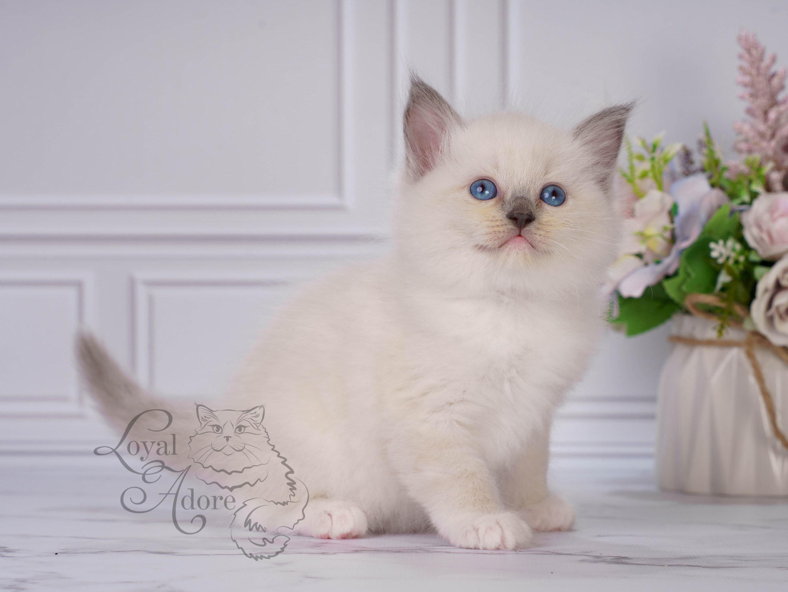 Котята рэгдолл от Loyal Adore. Питомник рэгдолл Loyal Adore