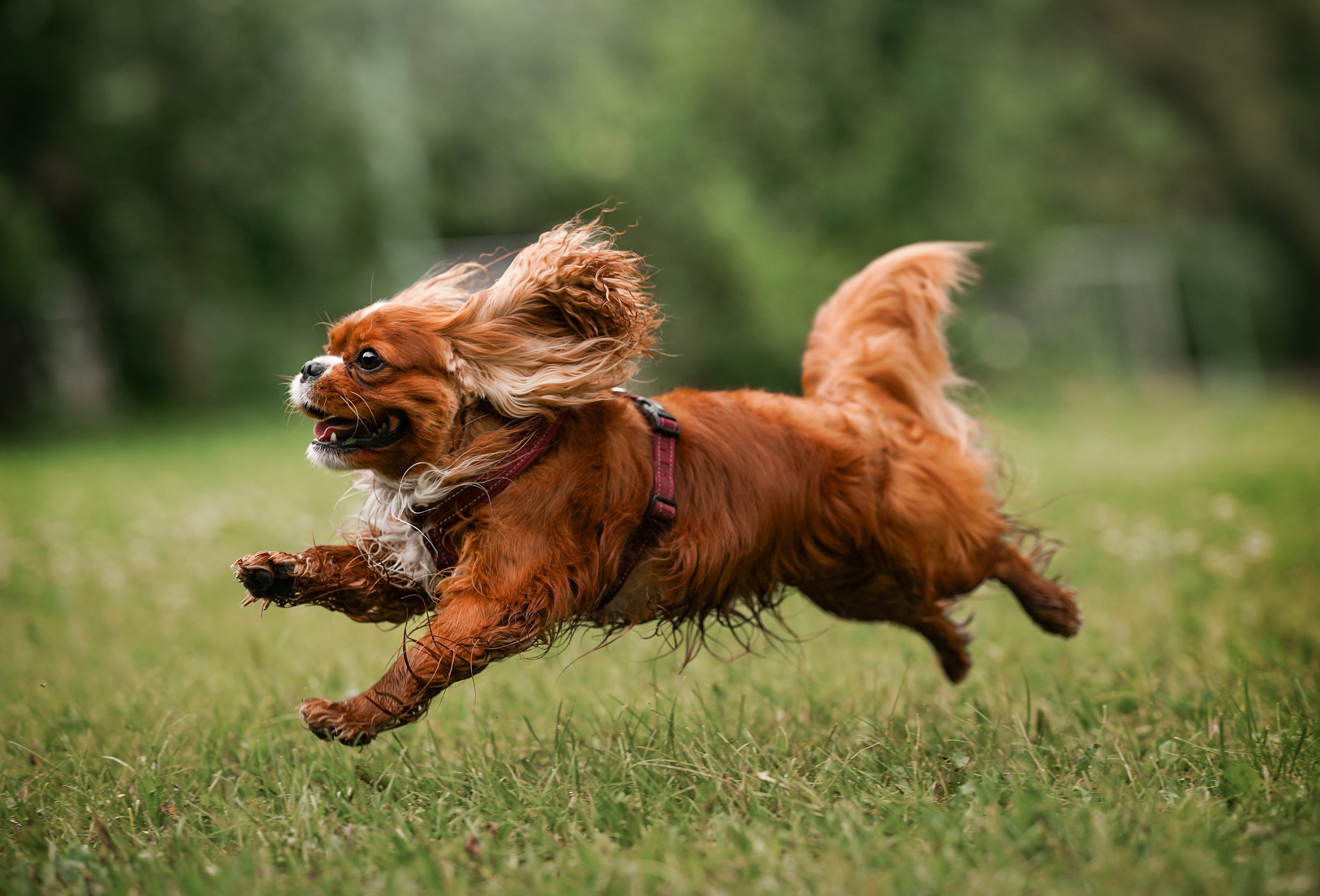 Юля Володя Гарри и Верон. Фотограф-анималист в Санкт-Петербурге Яна Мартынова