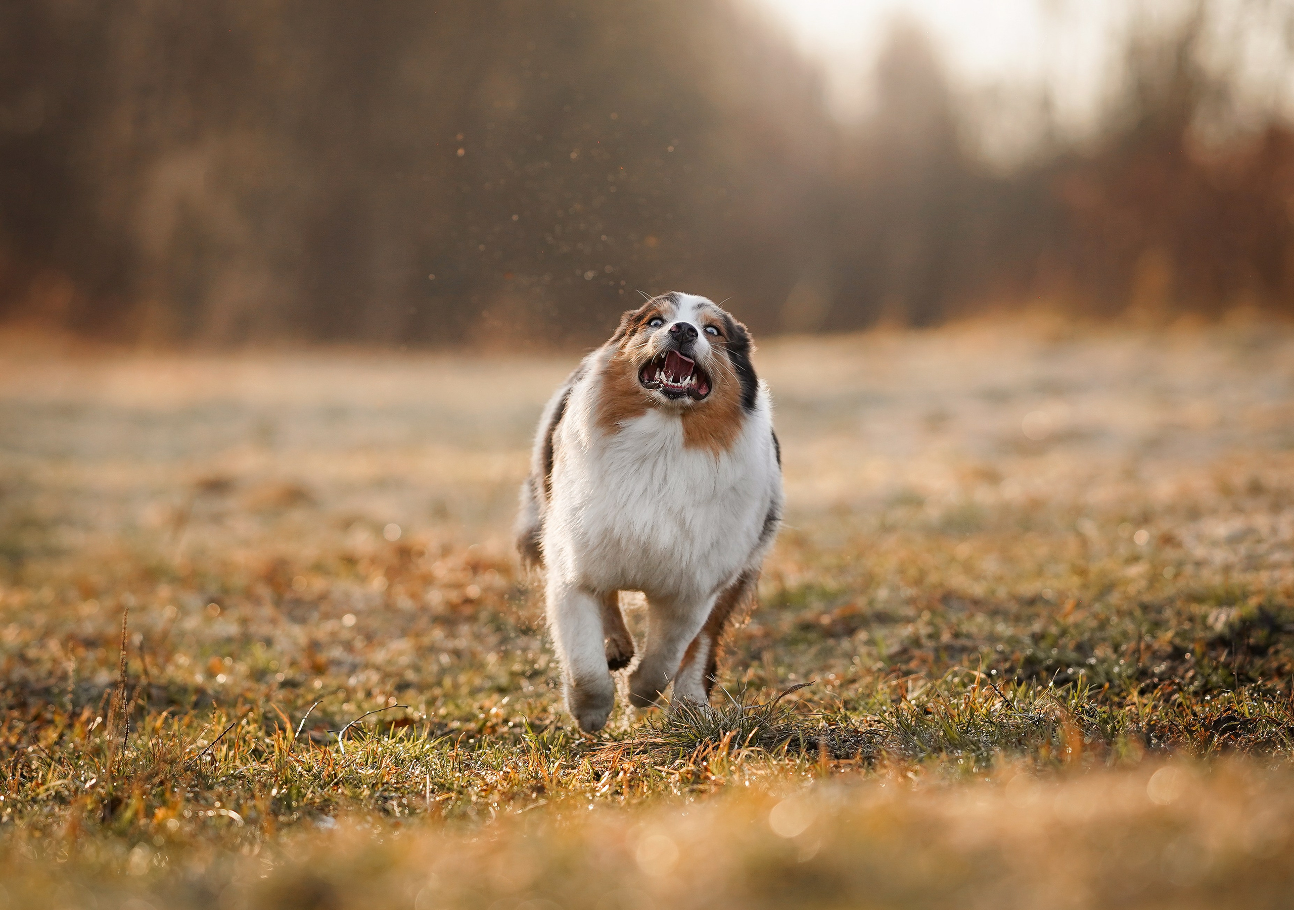 Кристина Рокки и Валькирия. Фотограф-анималист в Санкт-Петербурге Яна Мартынова