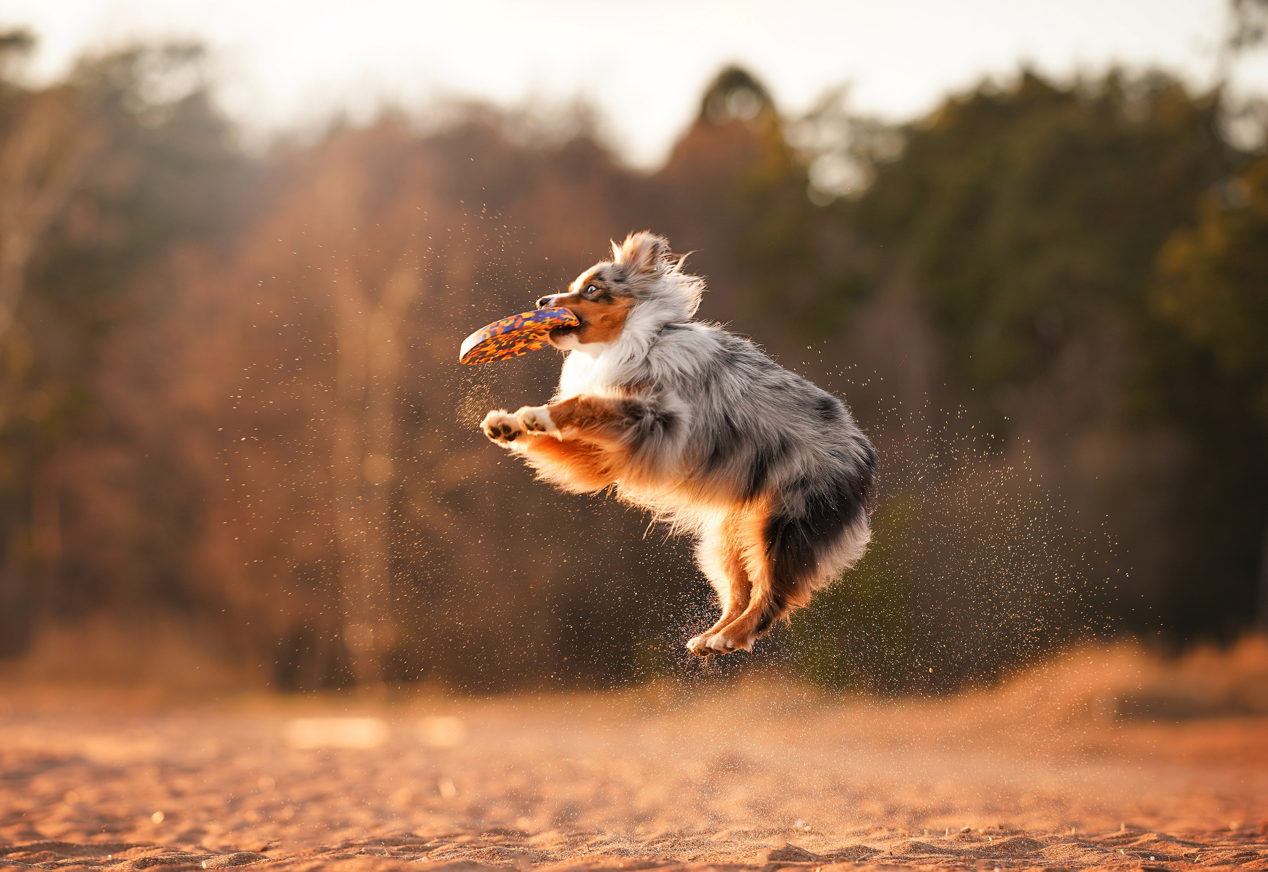 Алиса и Джокер. Фотограф-анималист в Санкт-Петербурге Яна Мартынова