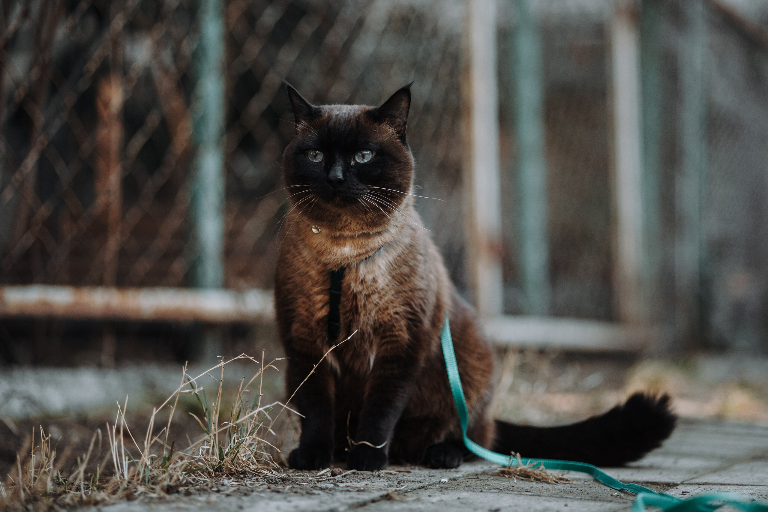 Саша и ее хвосты. Фотограф — Анималист | Санкт-Петербург