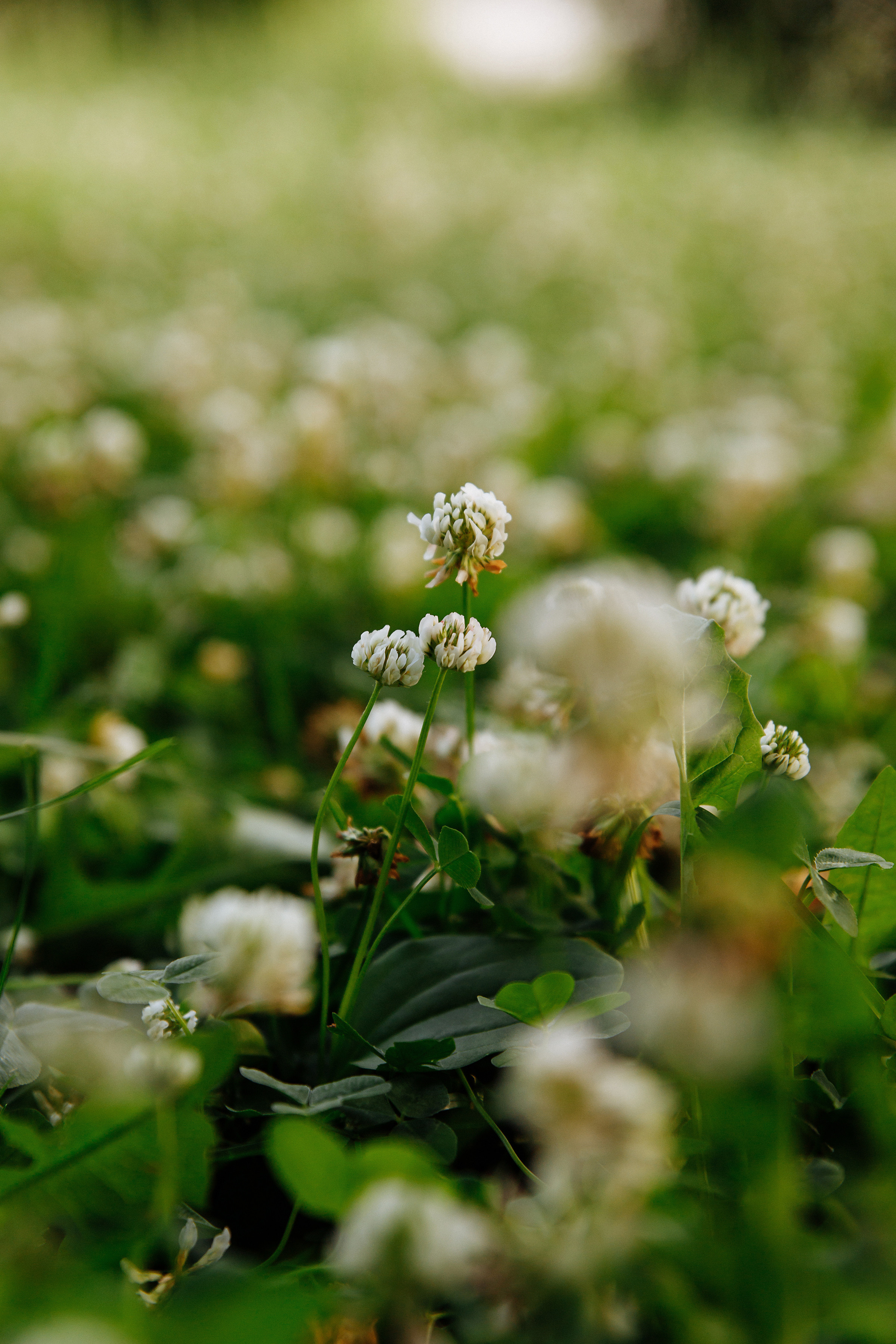 Свадьба Насти и Гоши. Свадебный фотограф в Самаре и Тольятти Полина Никитина