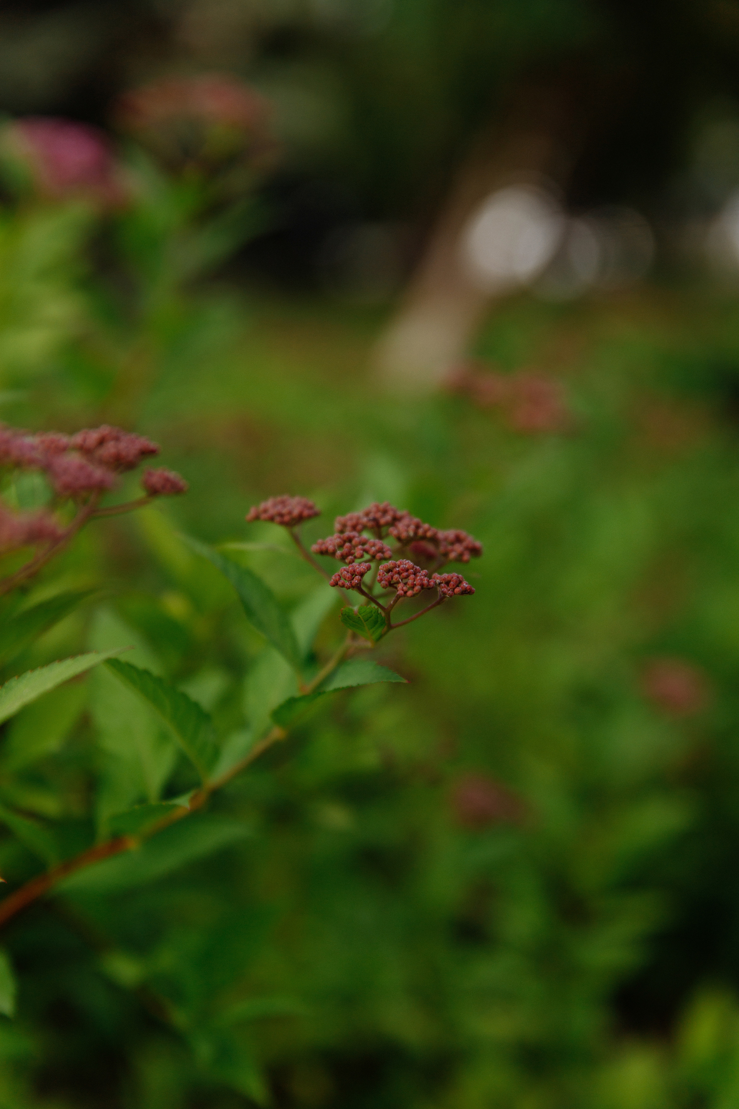 Свадьба Насти и Гоши. Свадебный фотограф в Самаре и Тольятти Полина Никитина