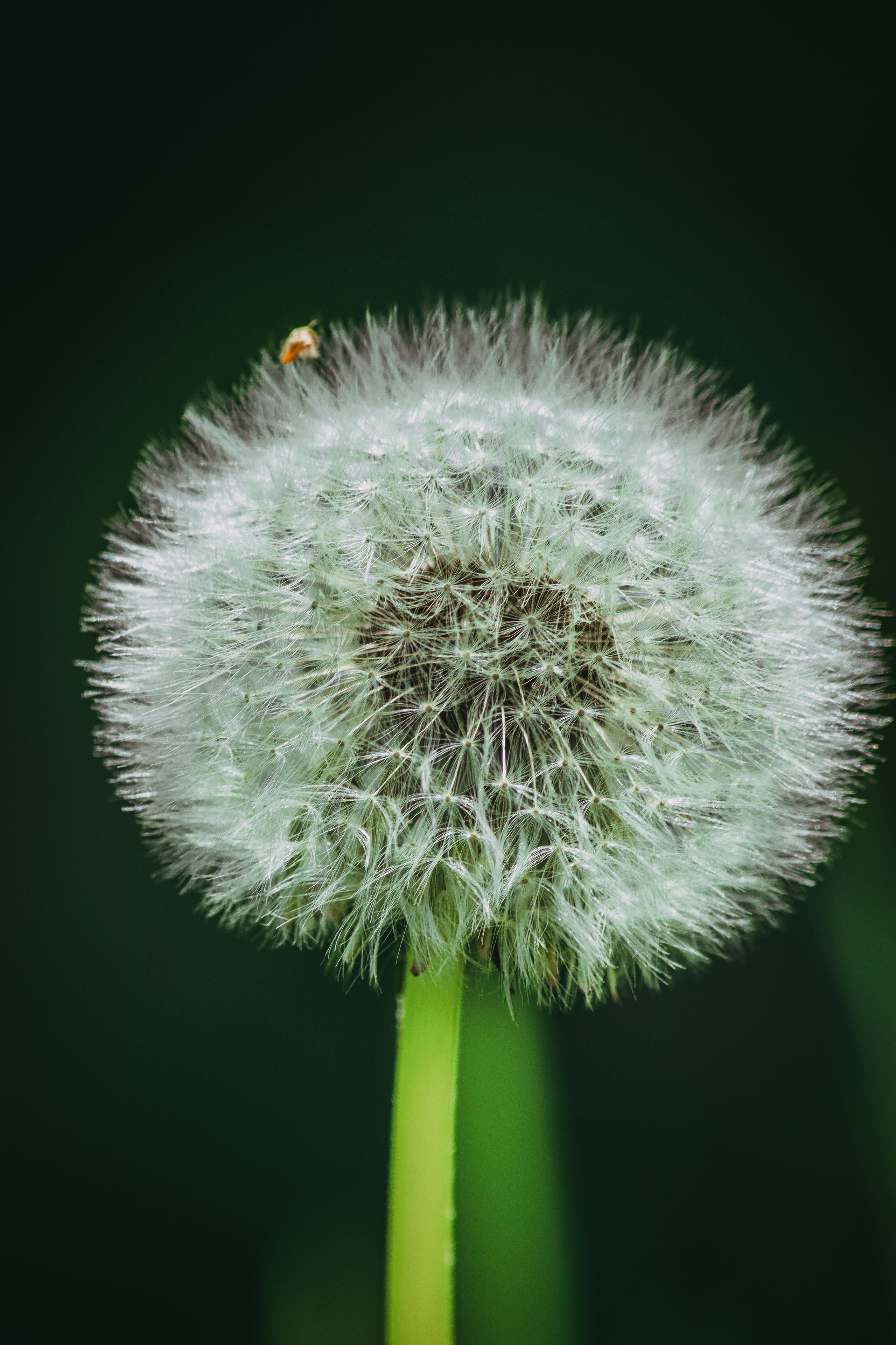 Р А С Т Е Н И Я. — Digital Noise —