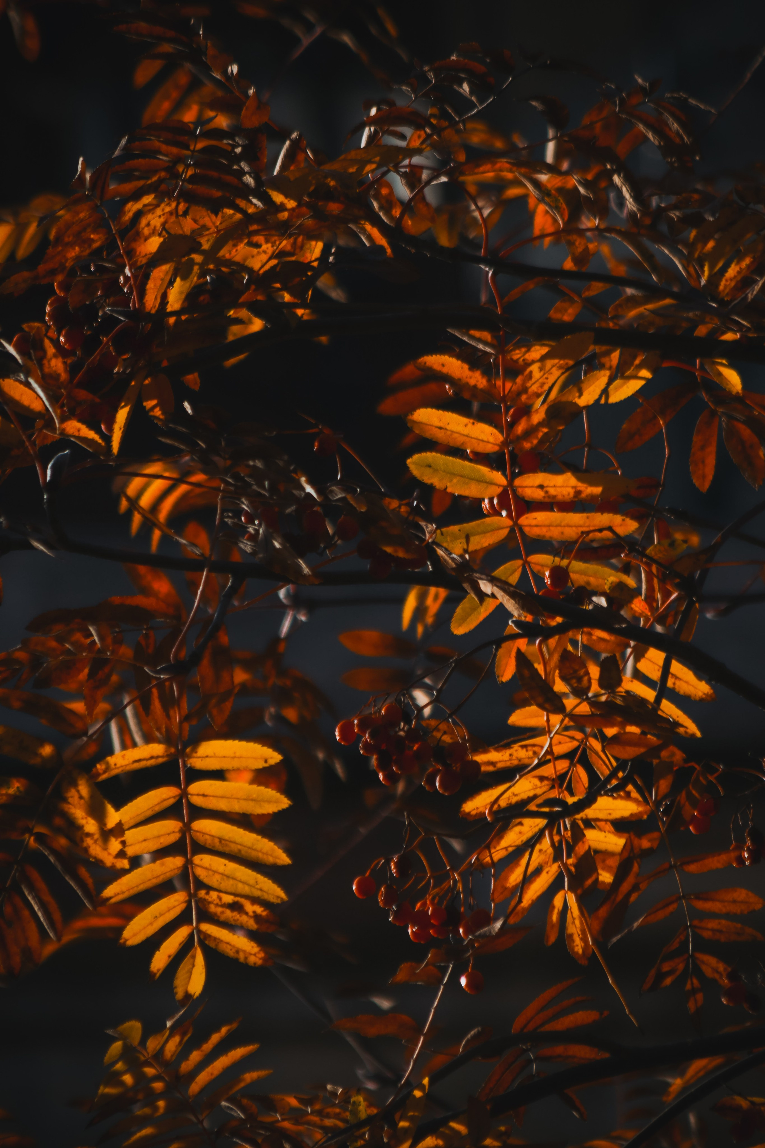 Ж Е Л Т Ы Й. — Digital Noise —