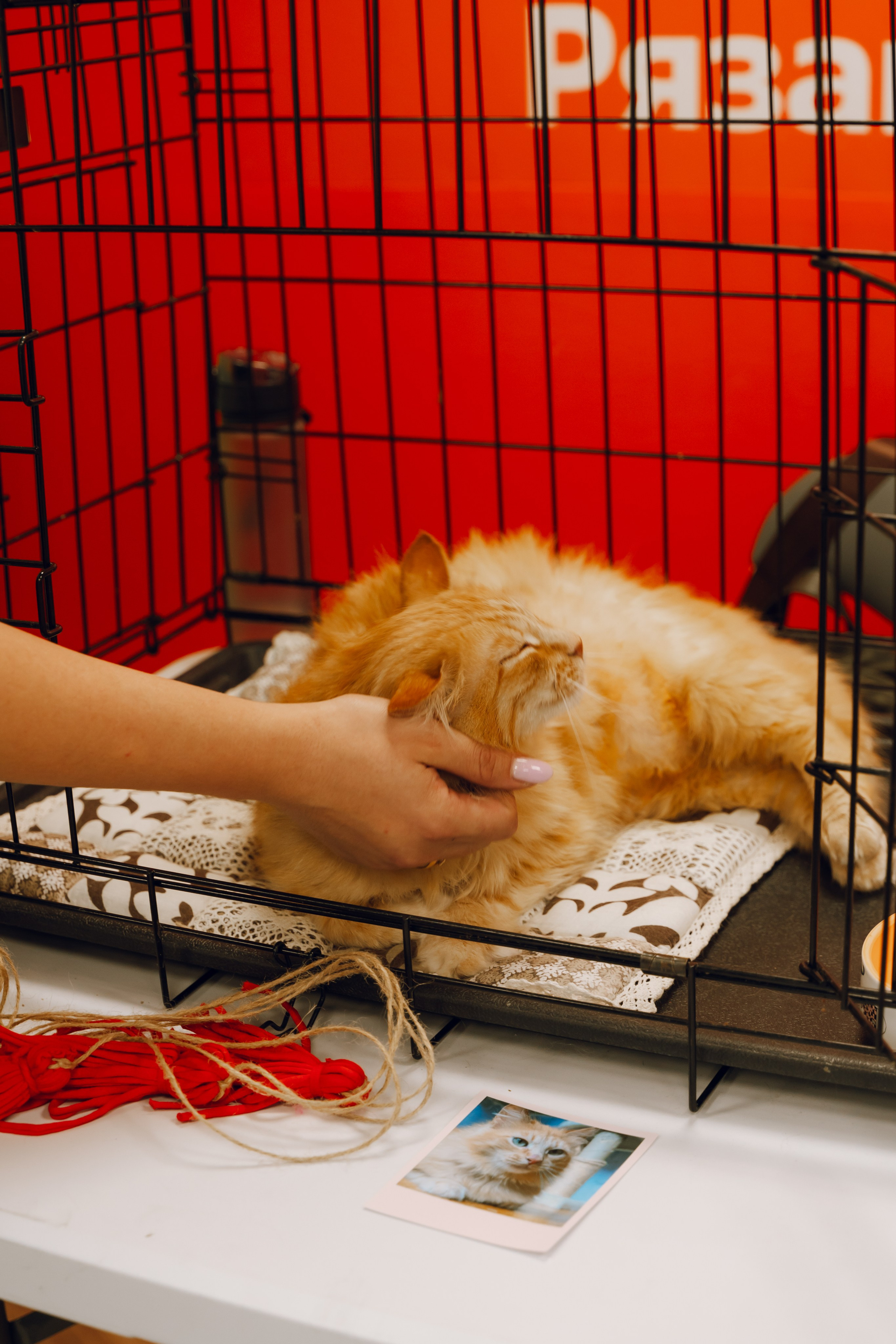 День молодежи в Доме молодежи 2025. Фотограф Надежда Погребняк | Рязань | Москва