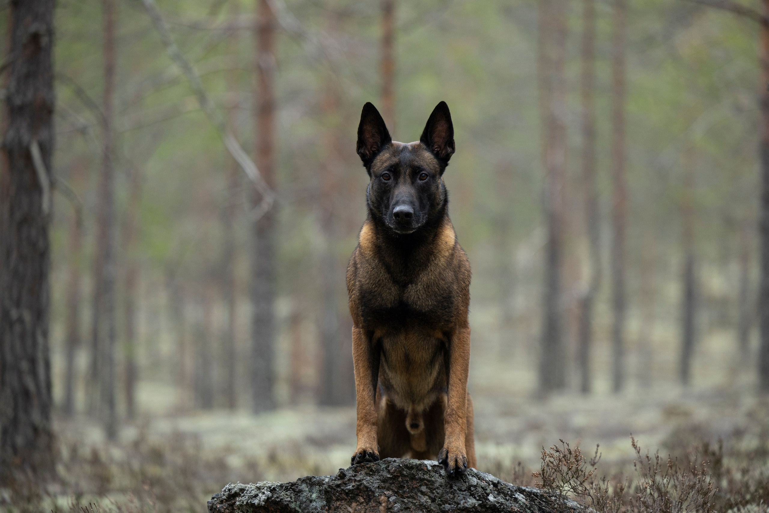 Лужские Мальдивы. Фотограф-анималист Анна Маринич