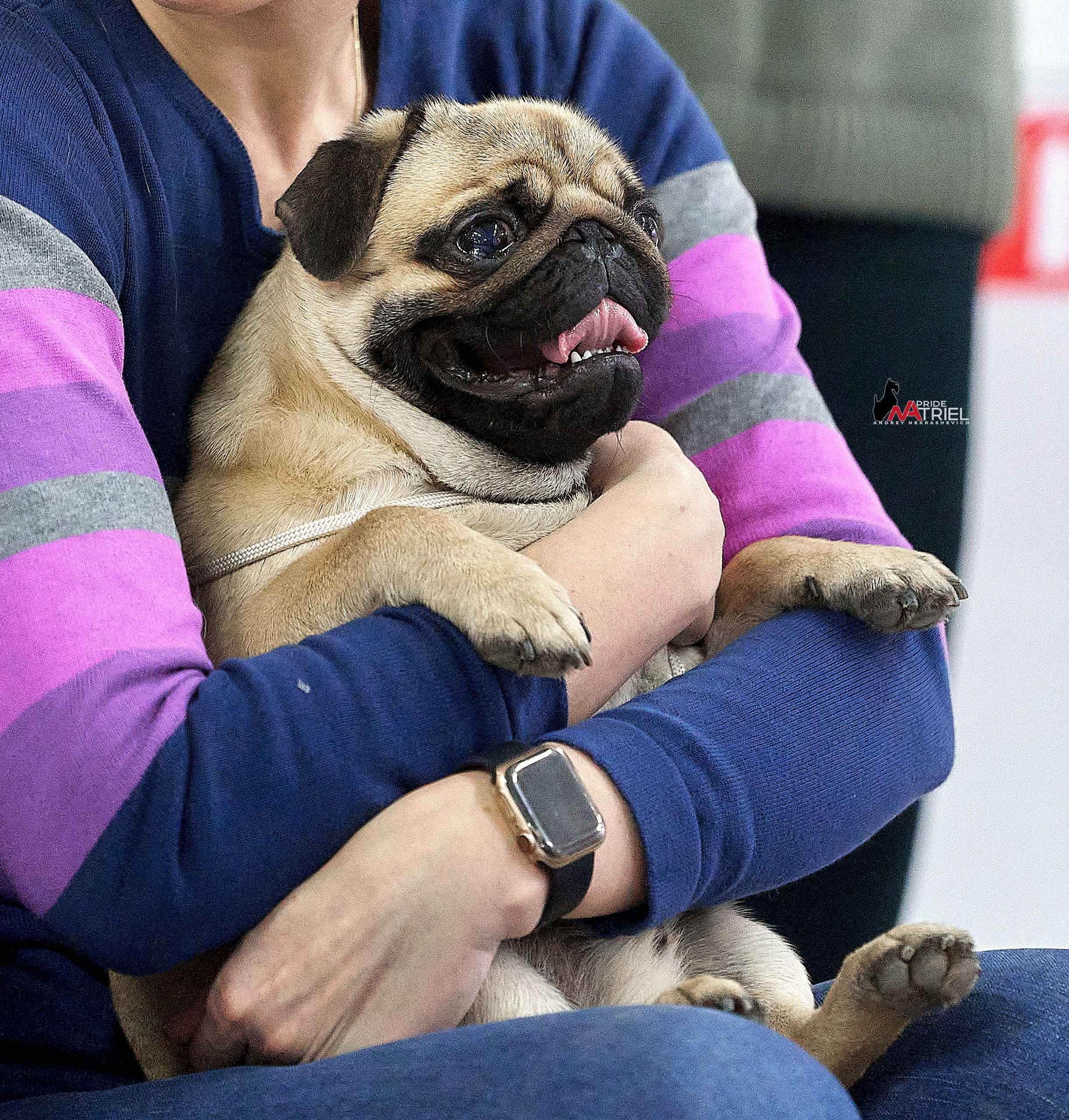 Собаки и Люди — галерея NATRIEL