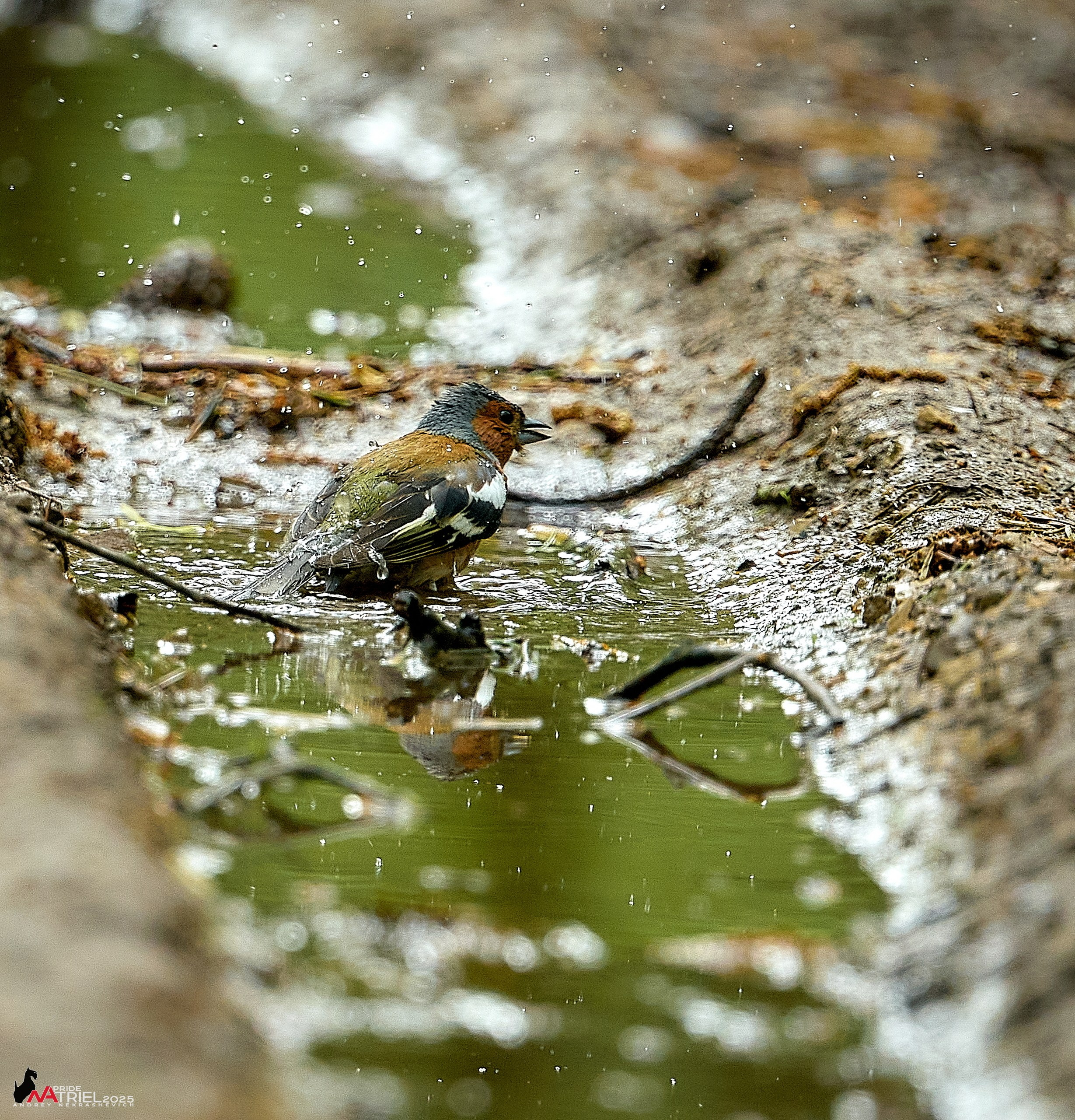 Съемка в майском лесу