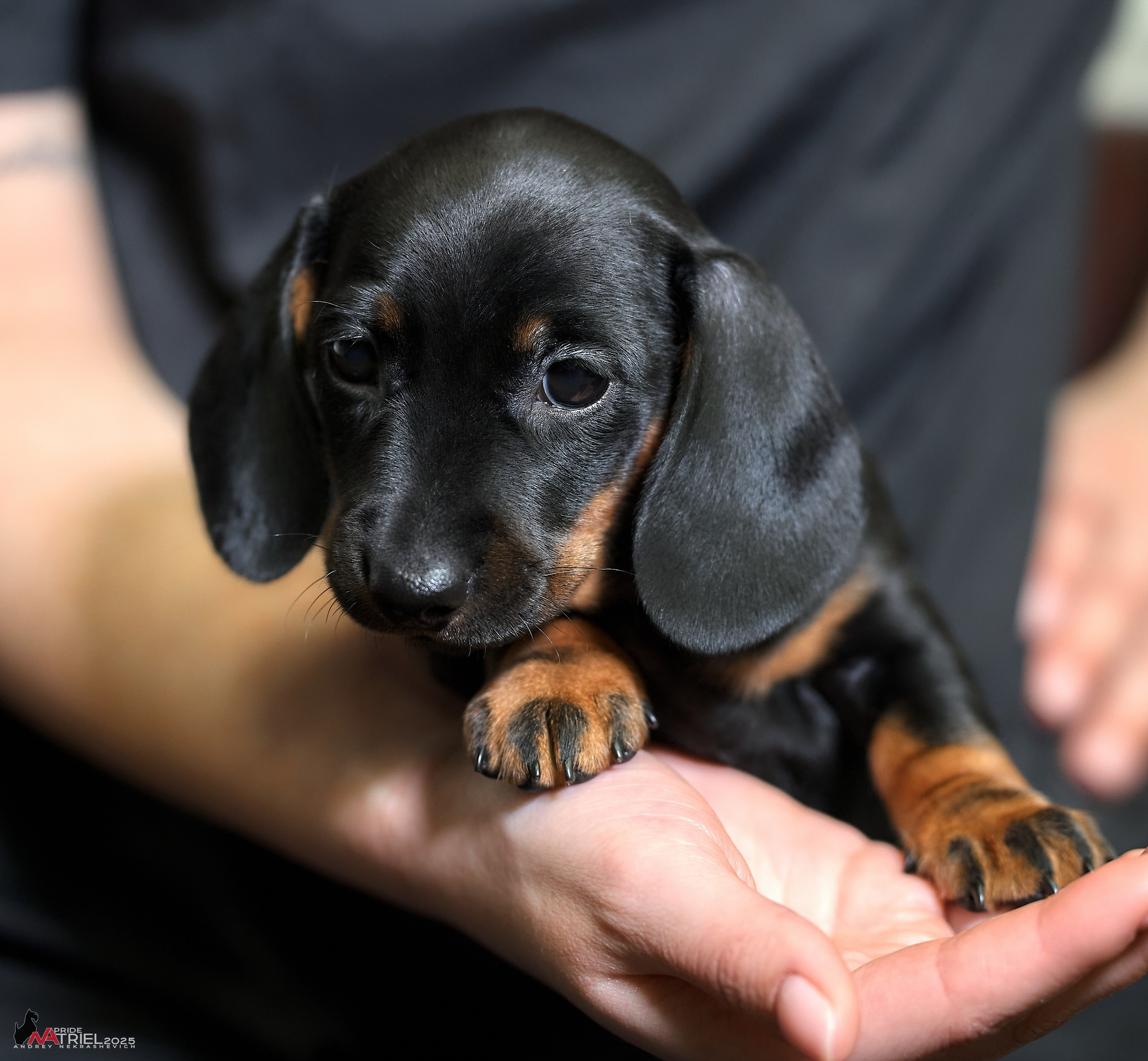 Съемка щенков таксы с мобильным светом