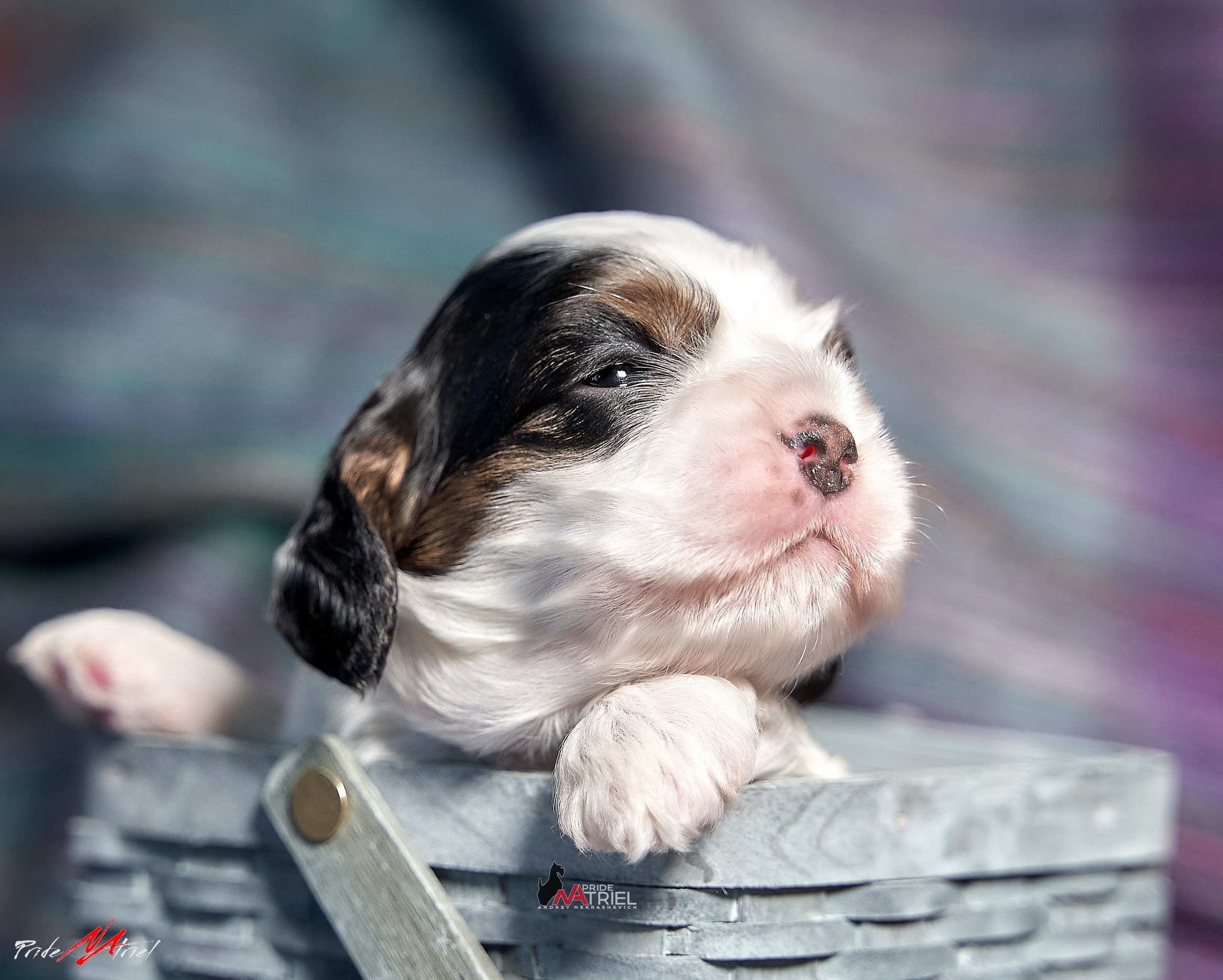 Щенки дома — галерея NATRIEL