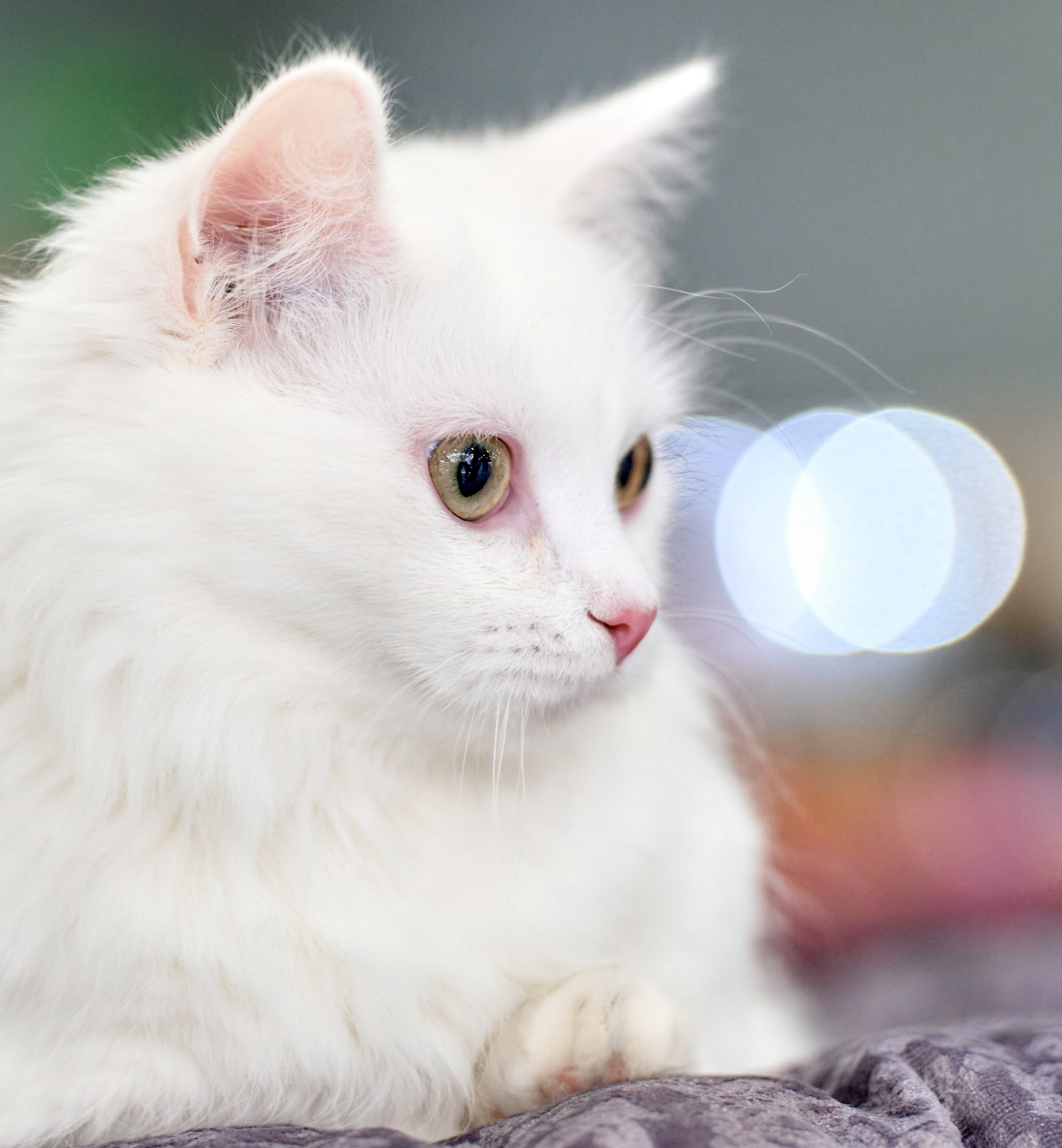 Кошки на выставках — галерея NATRIEL