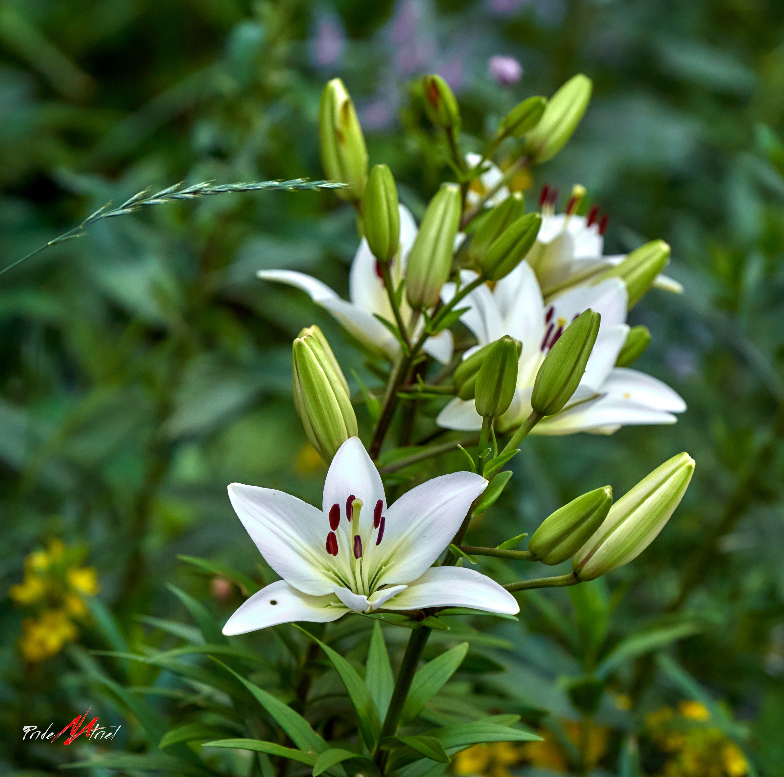 Лютики-цветочки — галерея NATRIEL