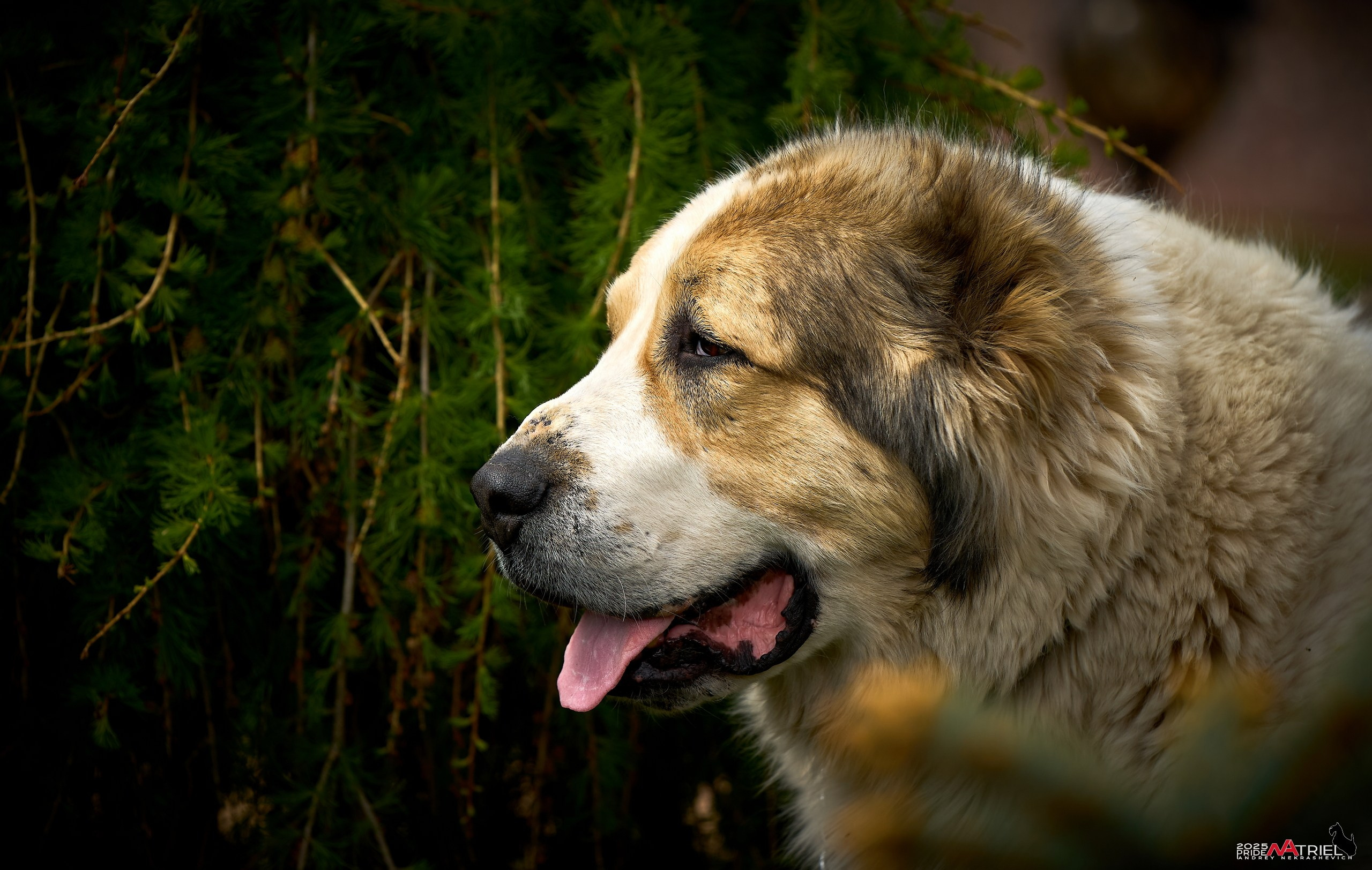 Съемка в питомнике