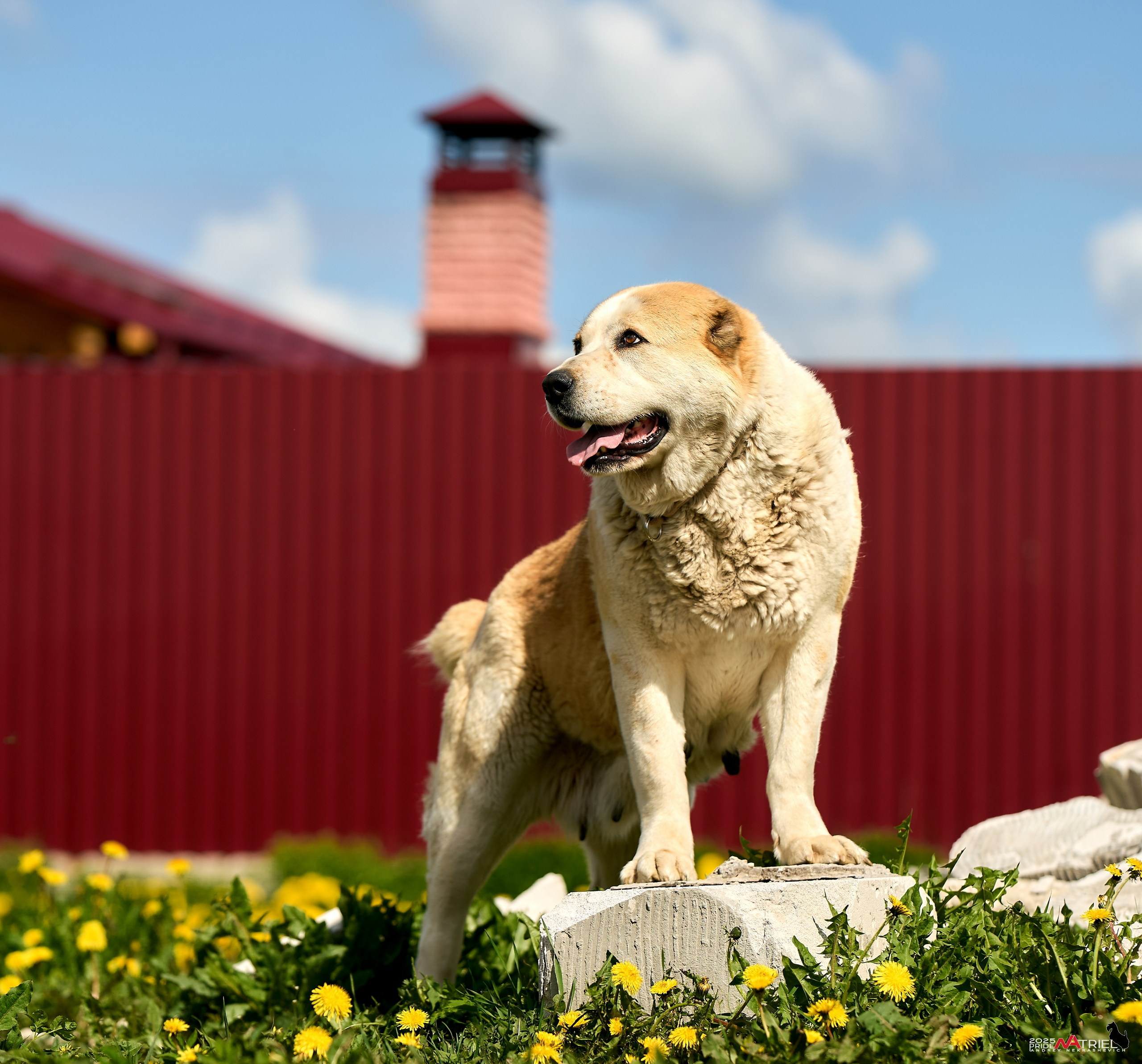 Съемка в питомнике