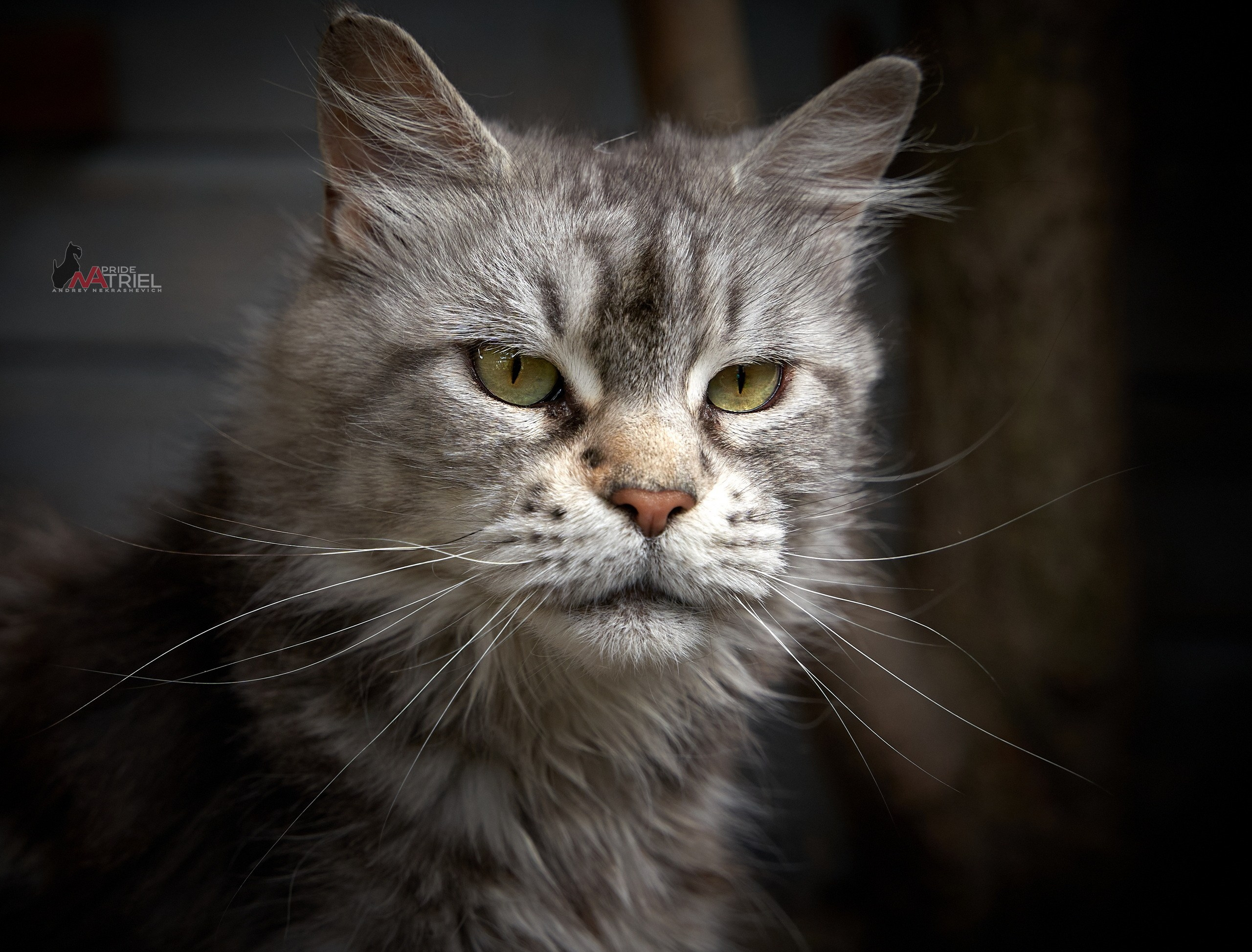 Домашние кошки — галерея NATRIEL