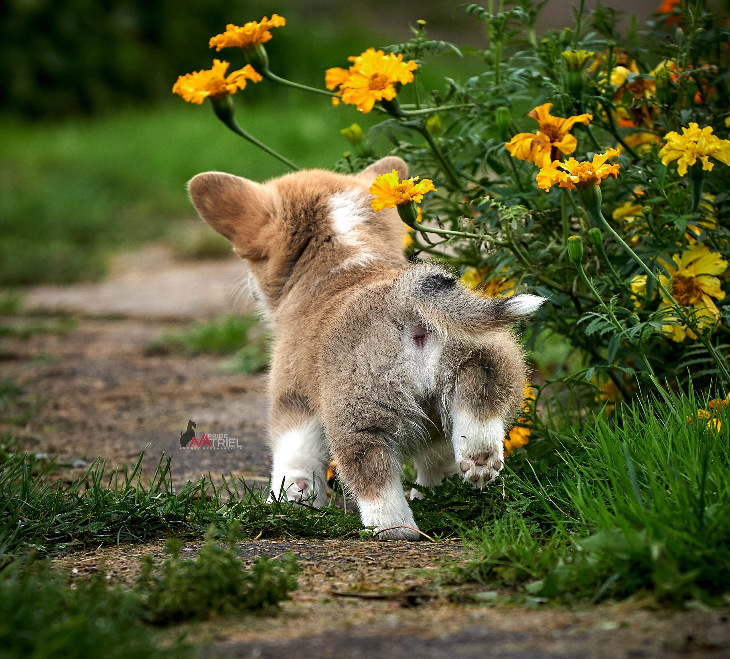 Щенки на прогулке — галерея NATRIEL