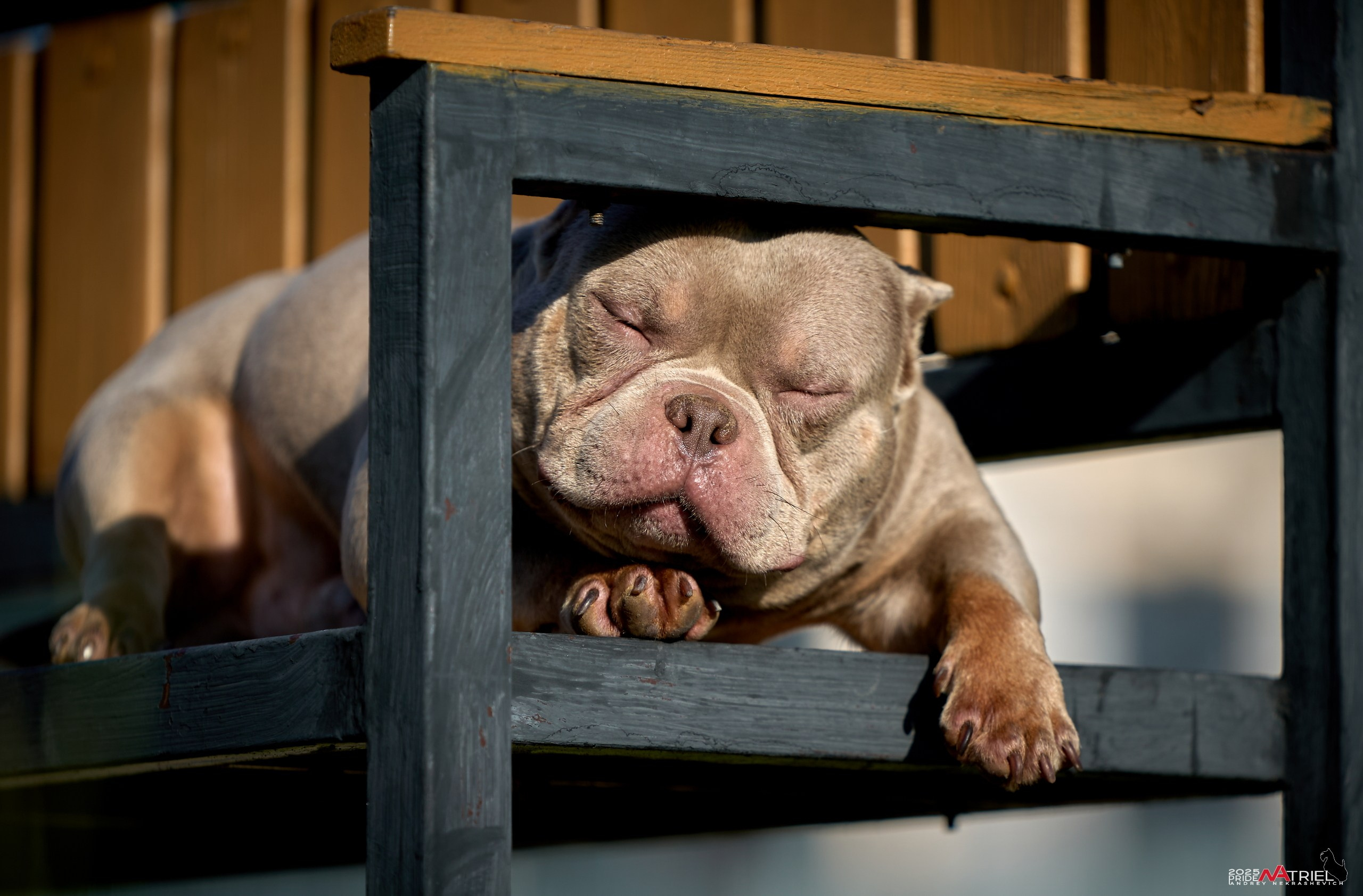 Съемка собак породы булли на природе