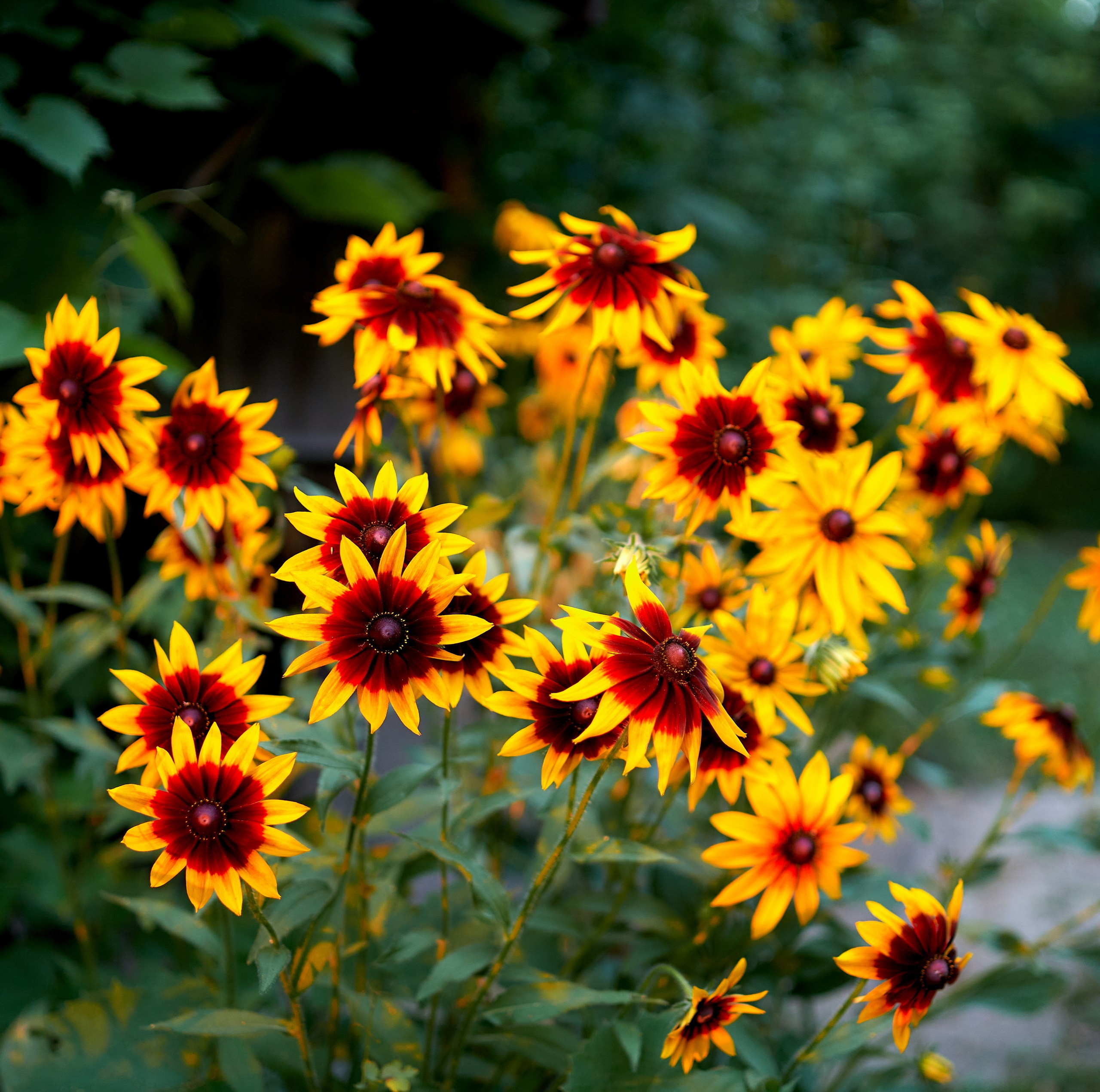 Лютики-цветочки — галерея NATRIEL