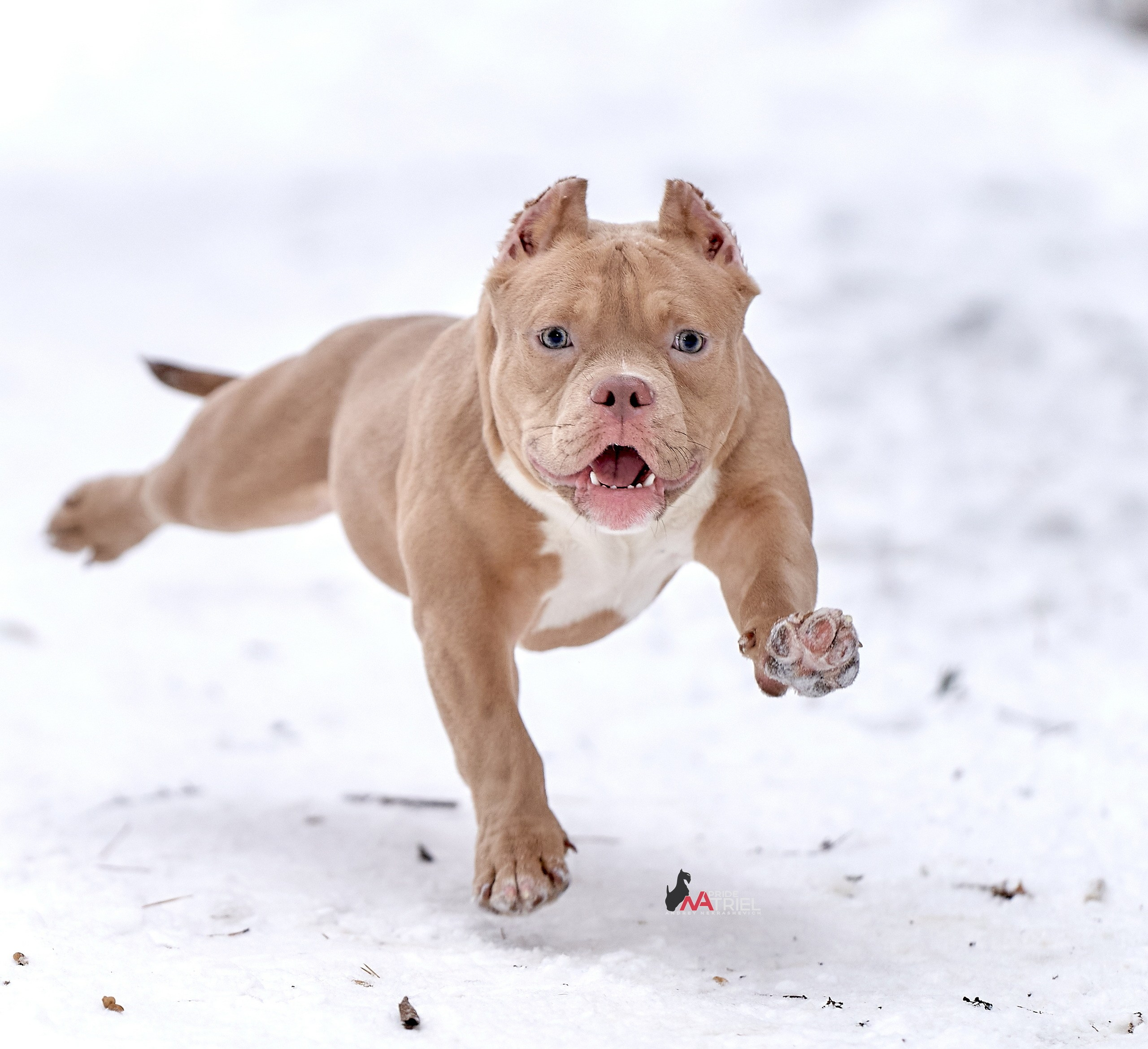 Щенки на прогулке — галерея NATRIEL