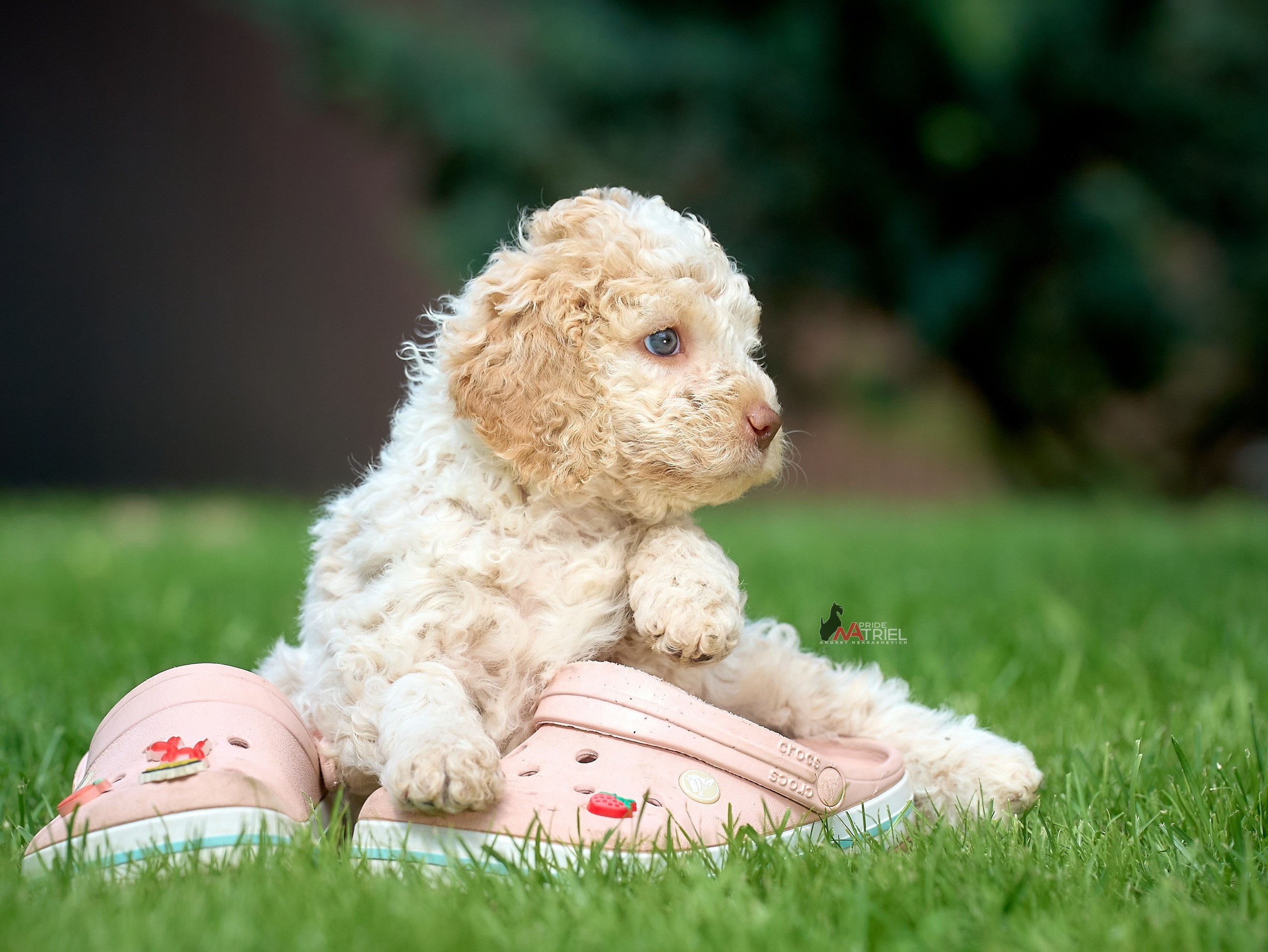 Щенки на прогулке — галерея NATRIEL