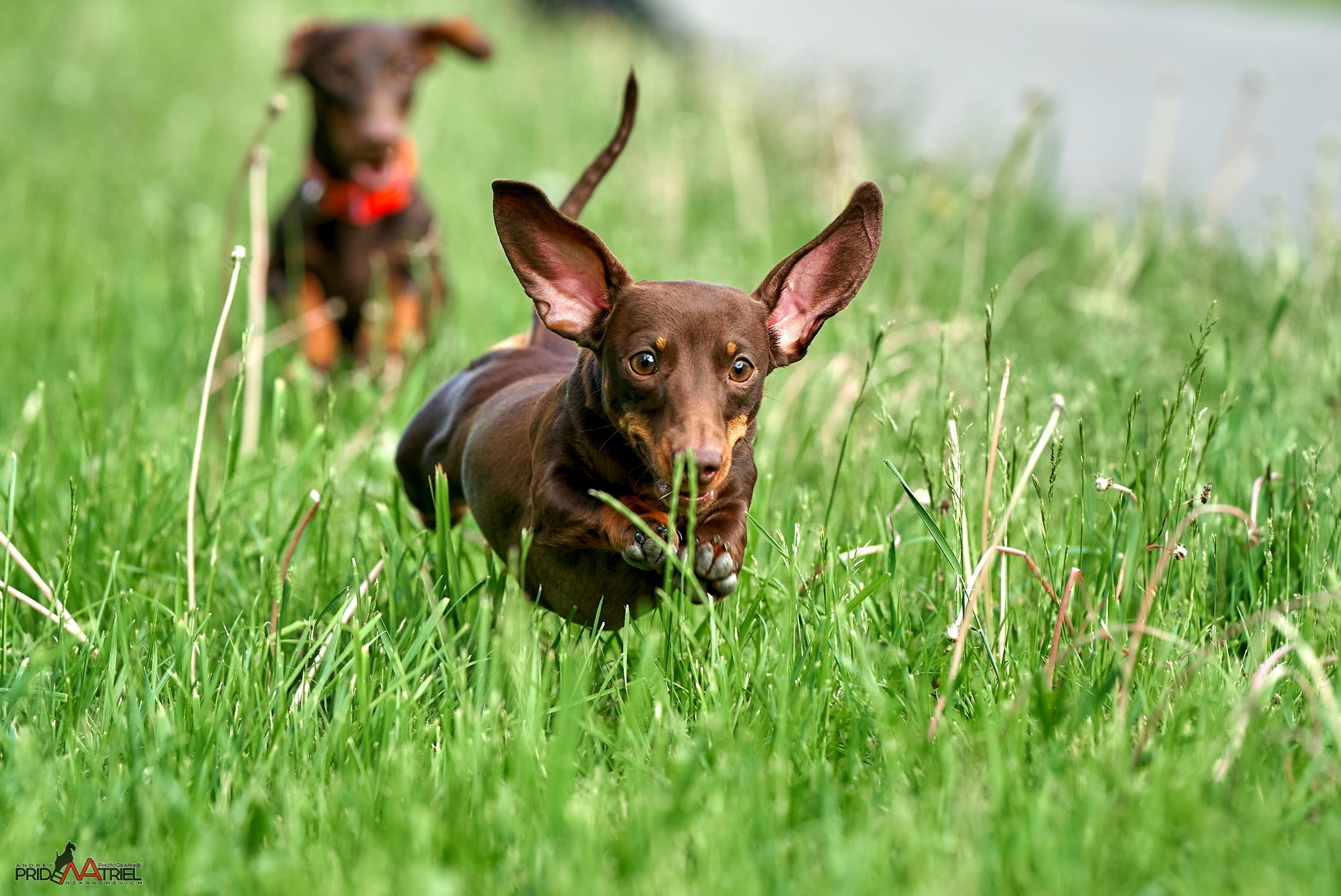 Прогулка в движении — галерея NATRIEL
