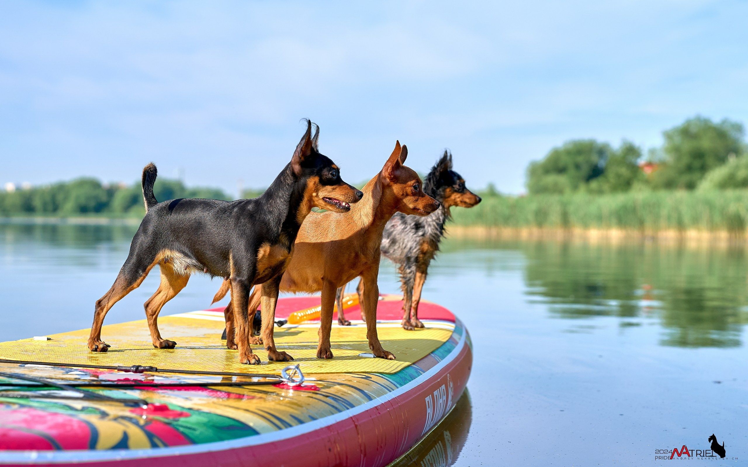 Фотопрогулка с крысариками