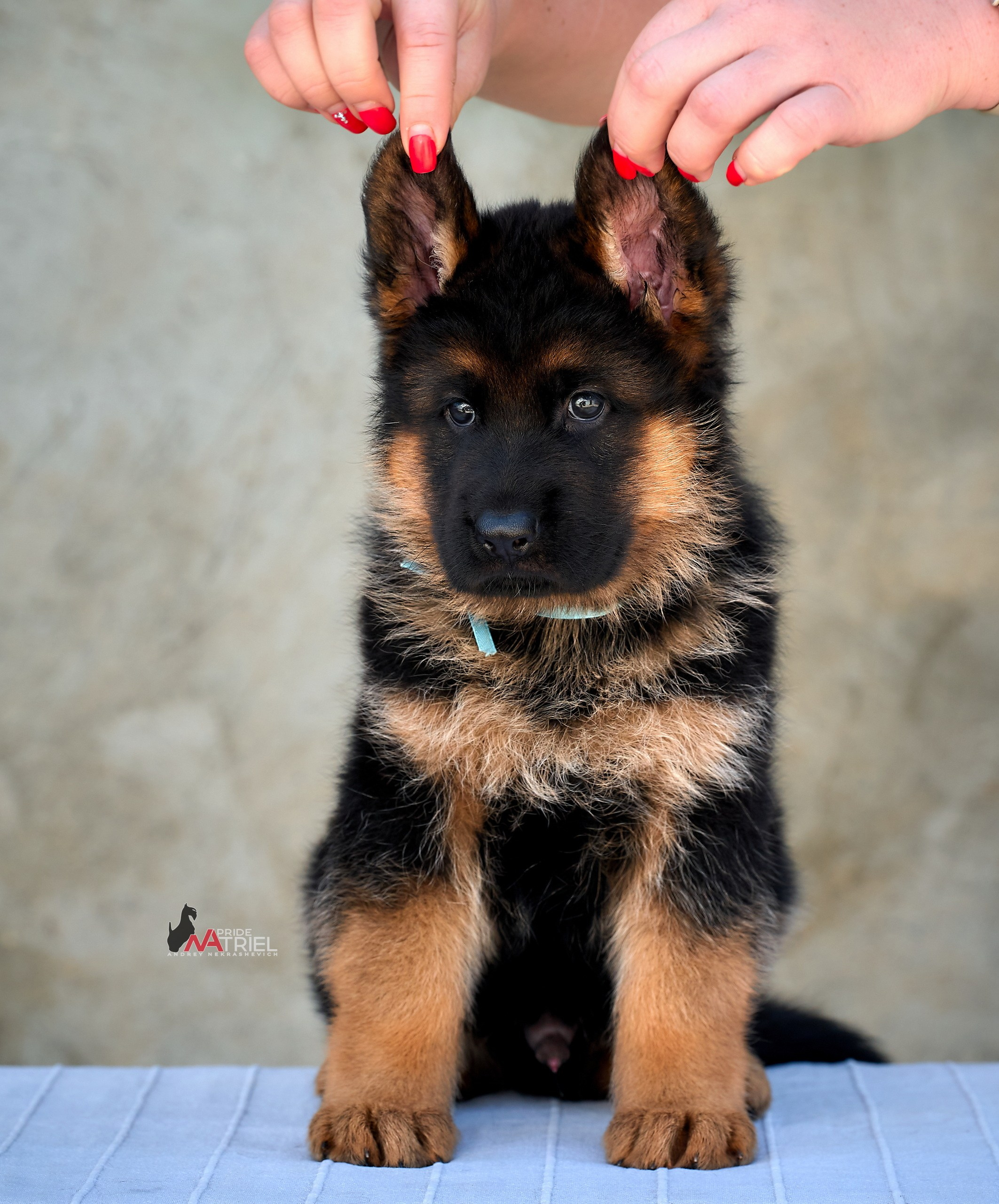 Щенки на прогулке — галерея NATRIEL