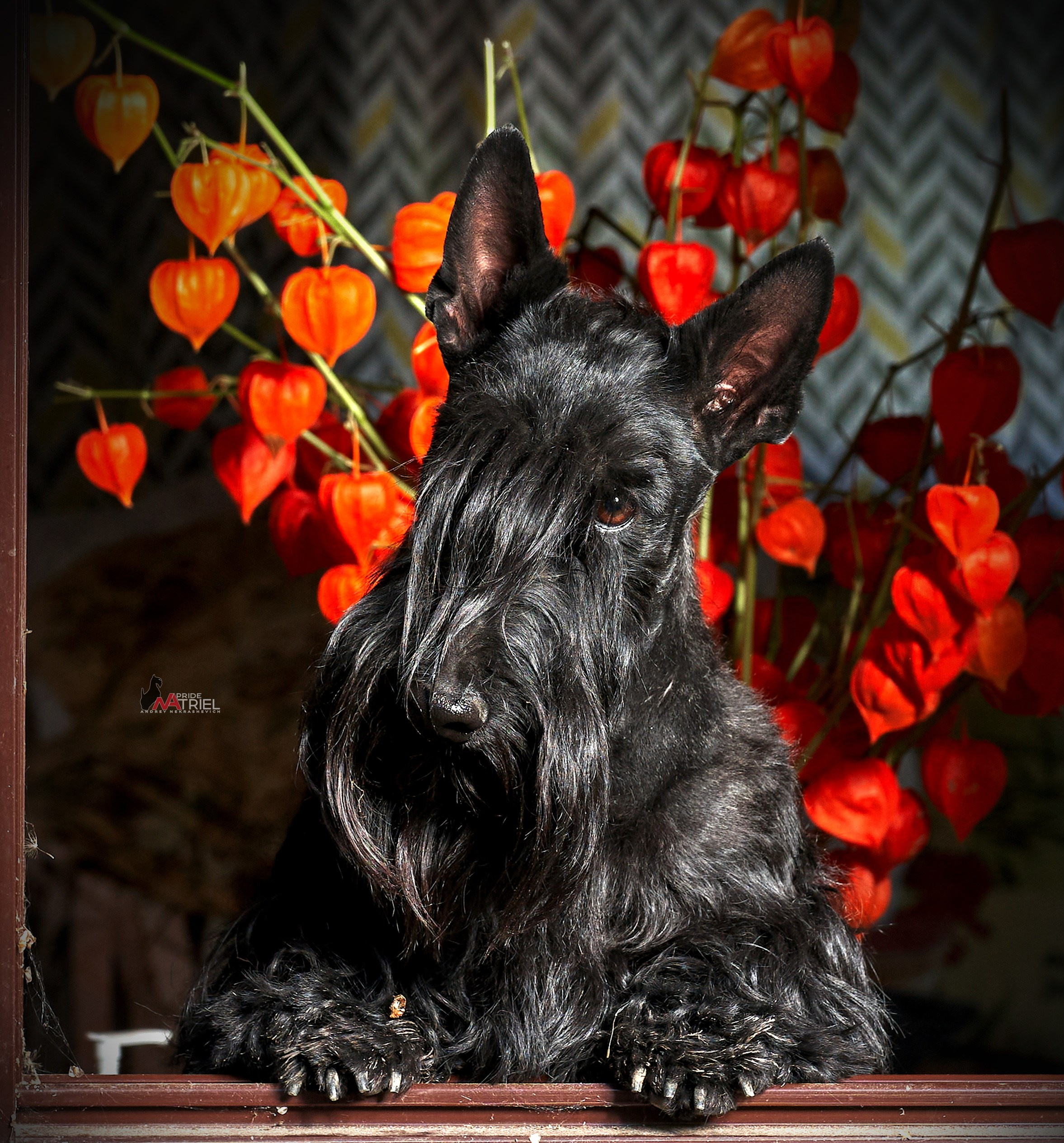 Портреты собак — галерея NATRIEL
