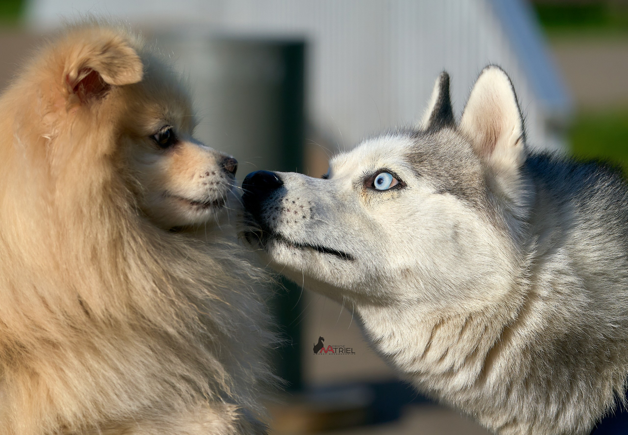 Портреты собак — галерея NATRIEL