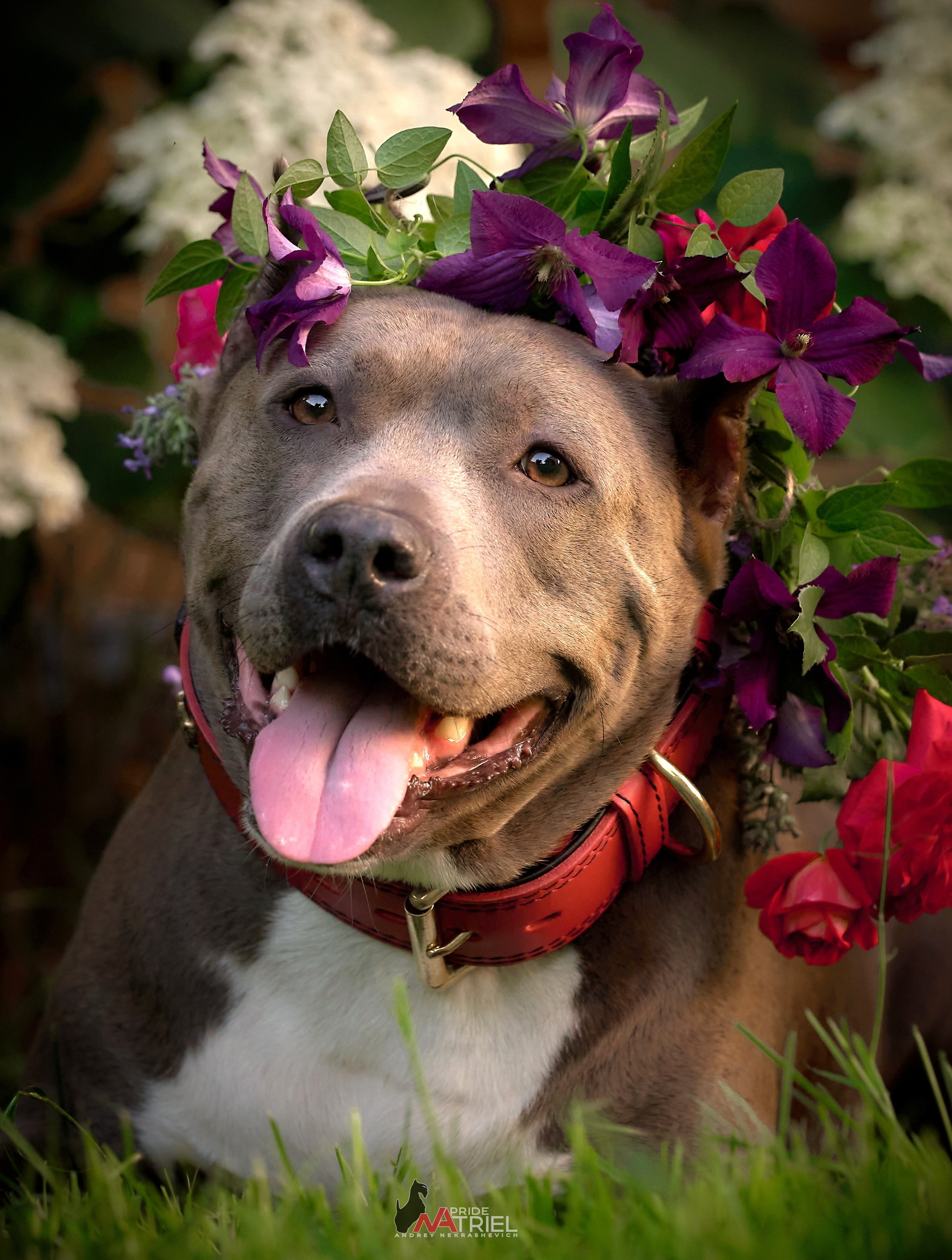 Портреты собак — галерея NATRIEL